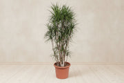 Dracaena marginata (Arbre Sang-Dragon) à 220cm — XXLplant