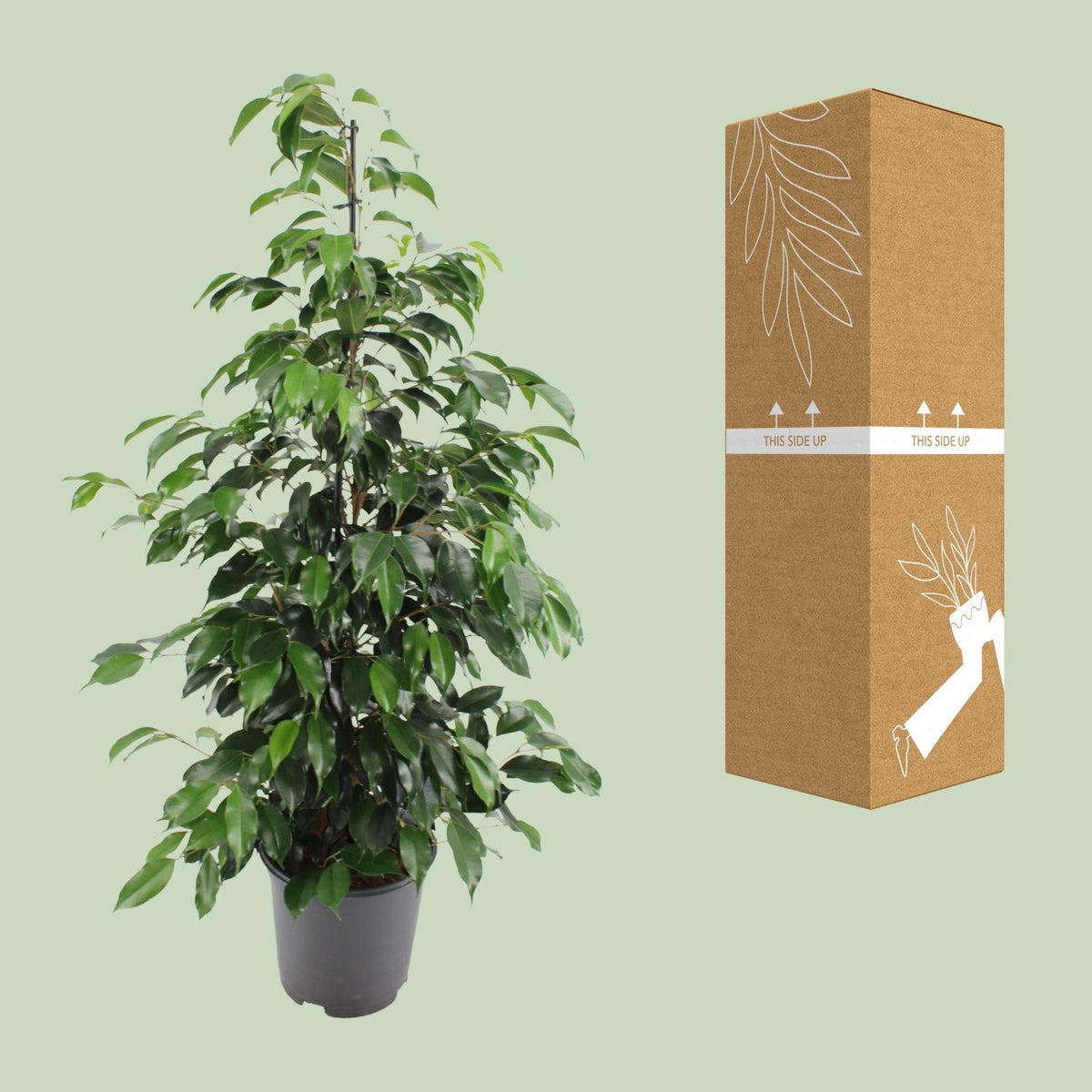 Treurvijg (Ficus benjamina 'Danielle')