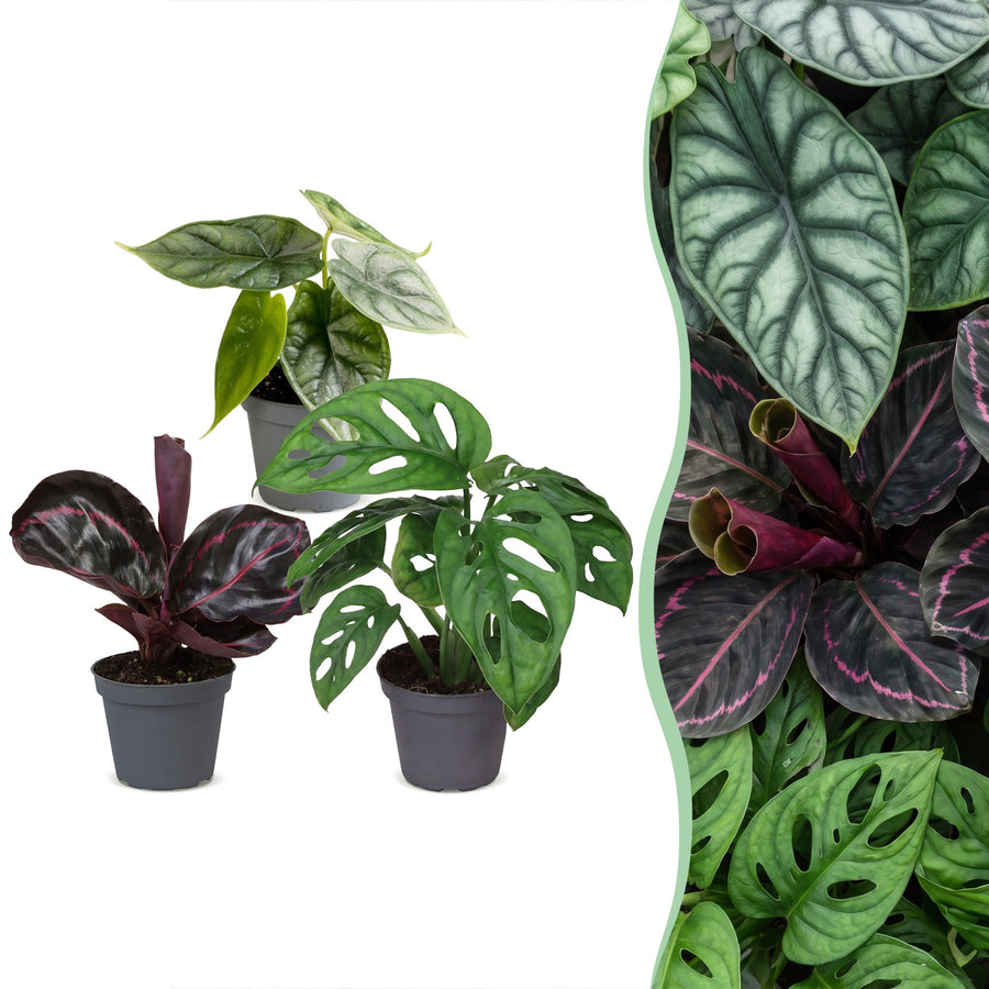 Baby Jungle Mix (3 Pflanzen, Topf ø6 cm)