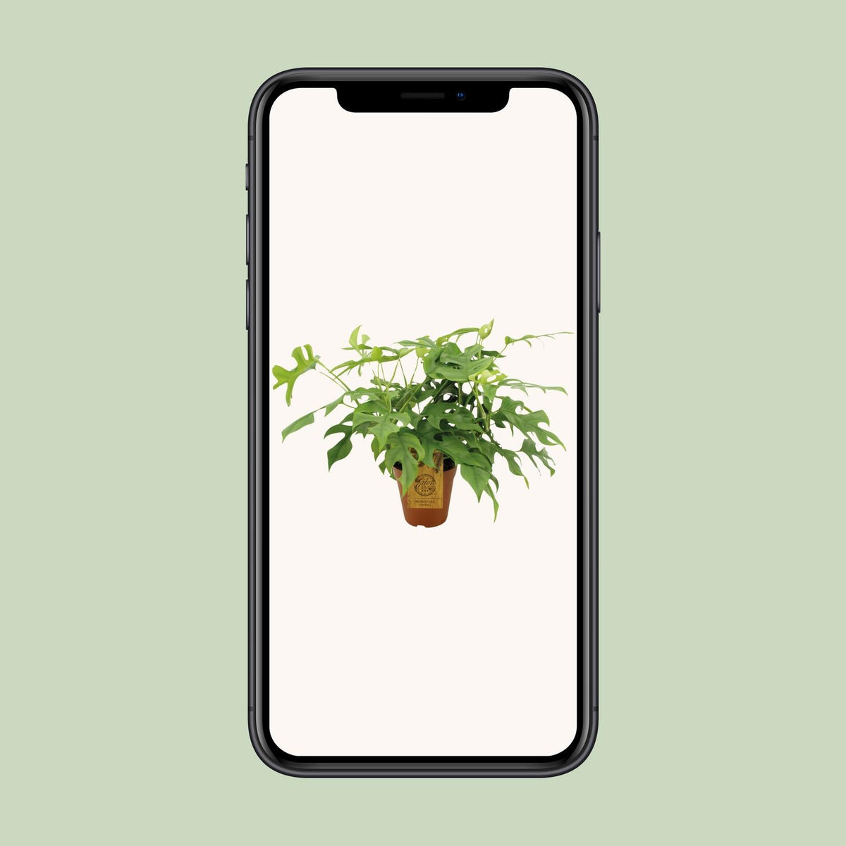 Mini monstera 40 cm tall, pot ø15 cm