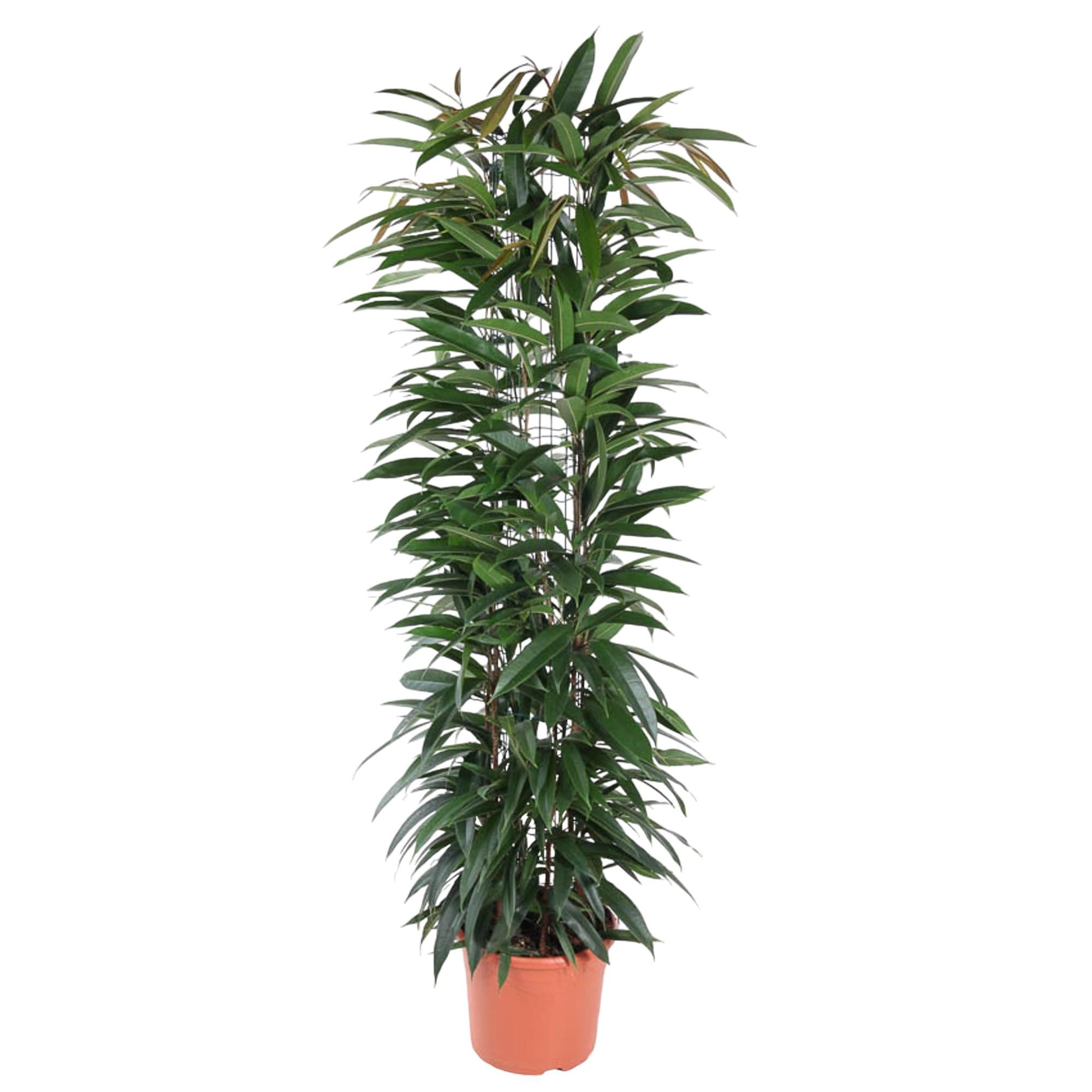 Ficus Alii King (zuilvorm) 150 cm hoog, pot ø29 cm