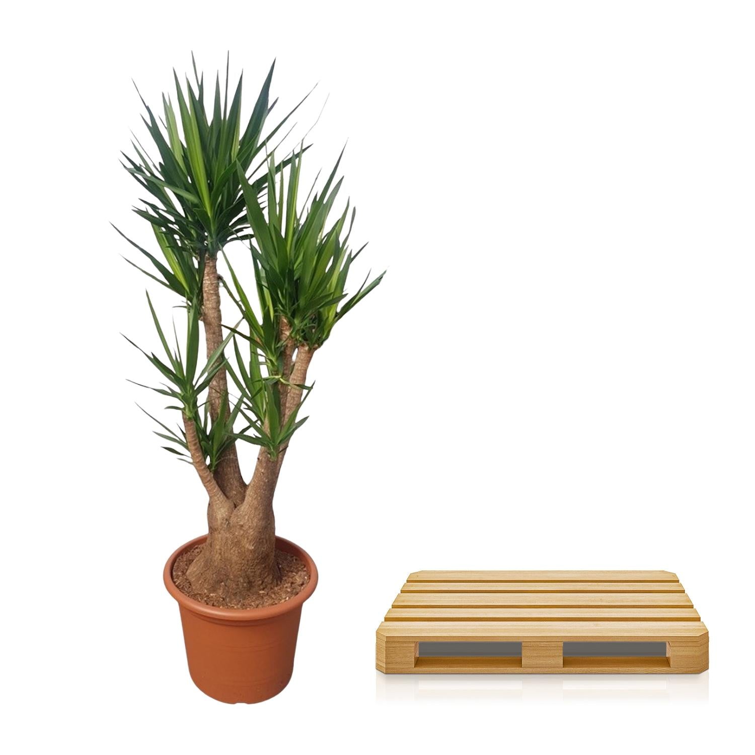 Yucca Elephantipes - Tropical Style Plant for Indoors and Outdoors