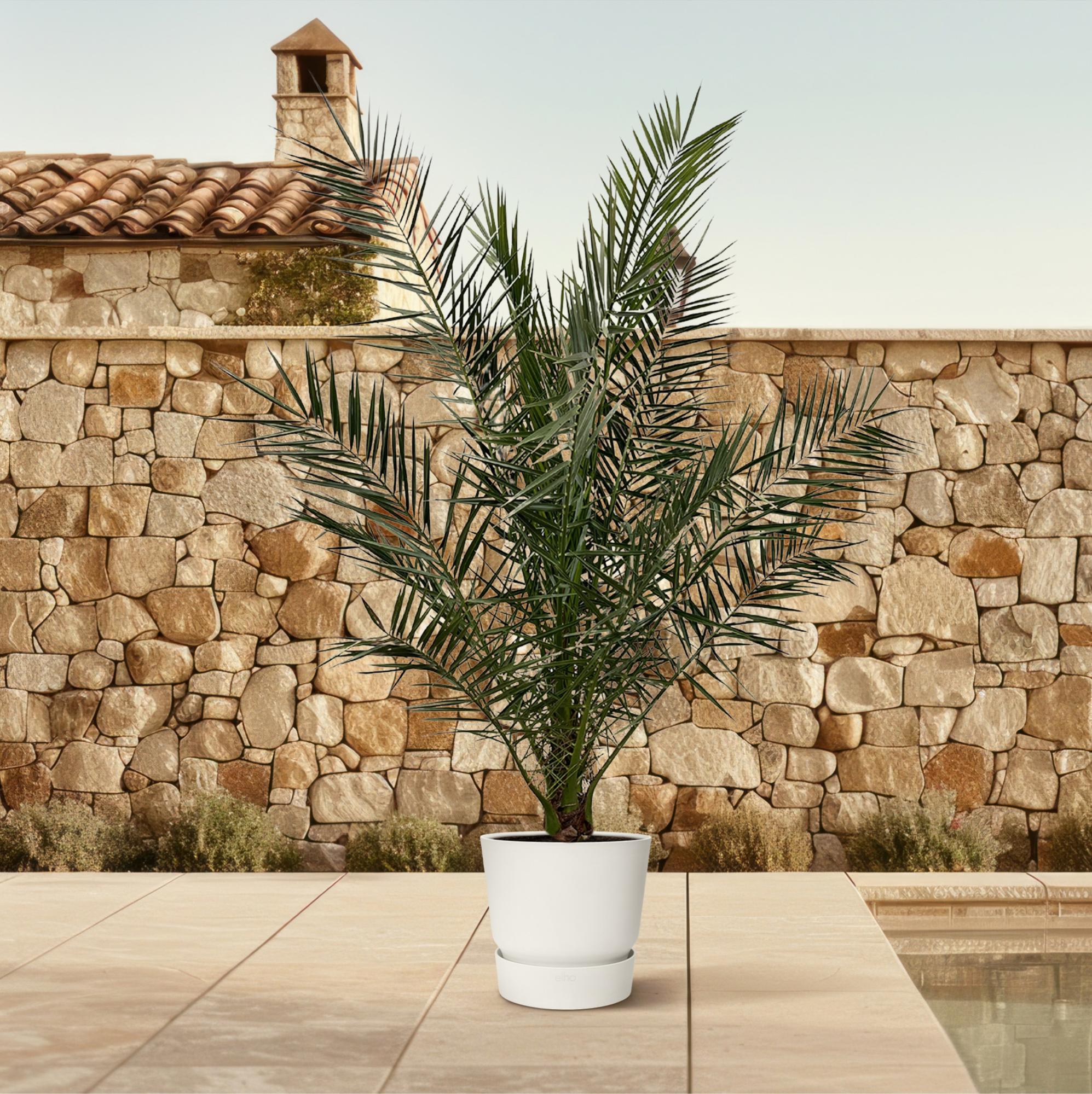Phoenix Canariensis – 180 cm ø27
