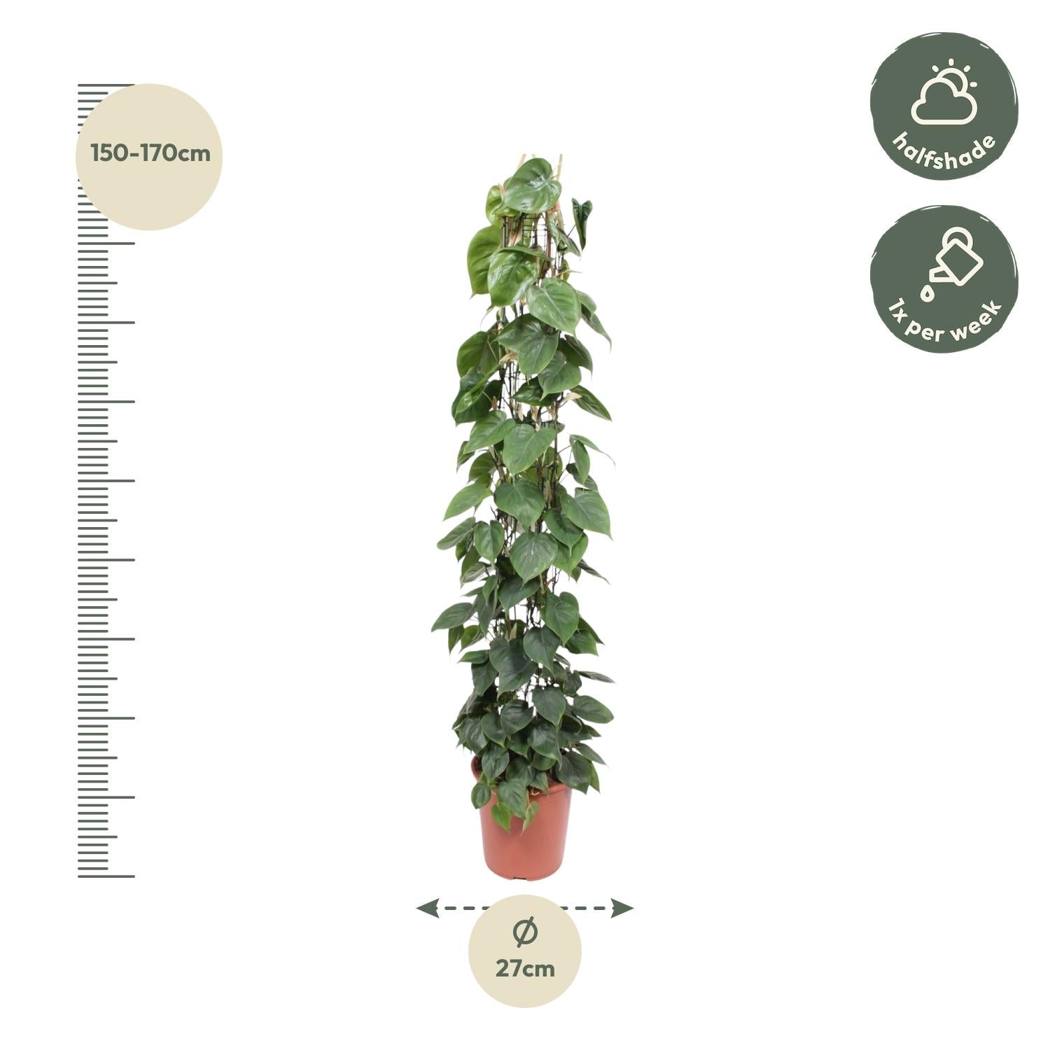 Gatenplant aan gaasrek (Philodendron scandens) 160 cm hoog, pot ø27 cm