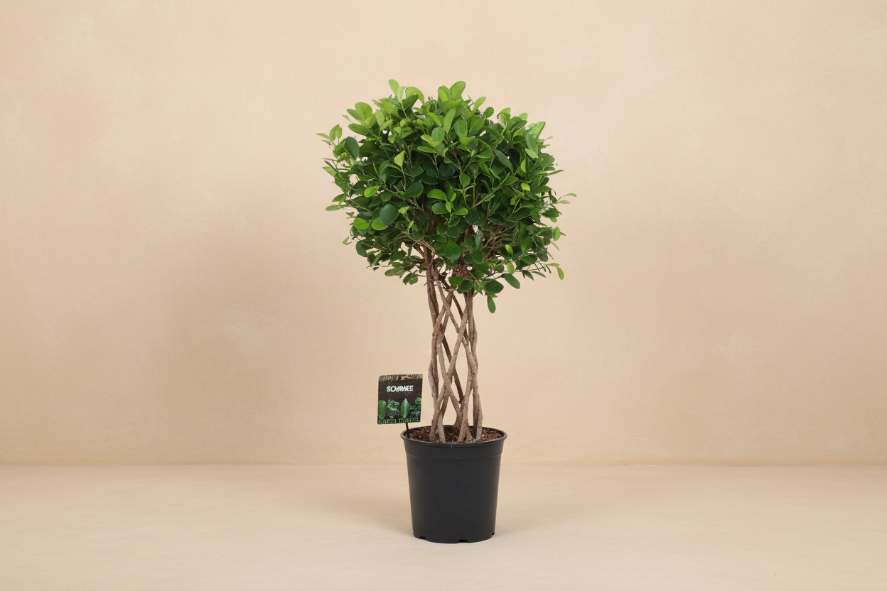 Ficus Moclame braided cylinder - 120 cm
