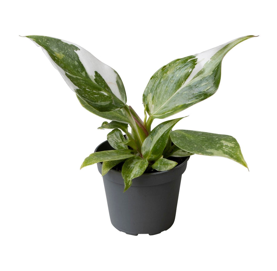 Philodendron 'White Princess' 16 cm hoog, pot ø6 cm