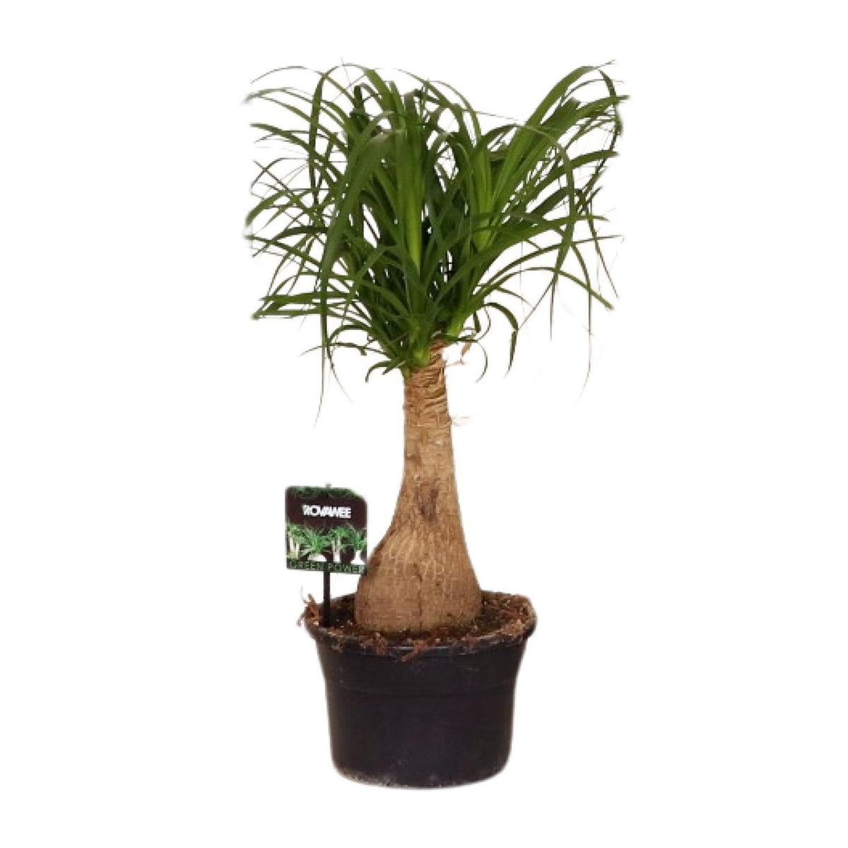 Elefantenfuß 60 cm hoch, Topf ø19 cm