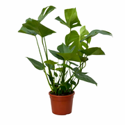 Monstera 70cm - ø17