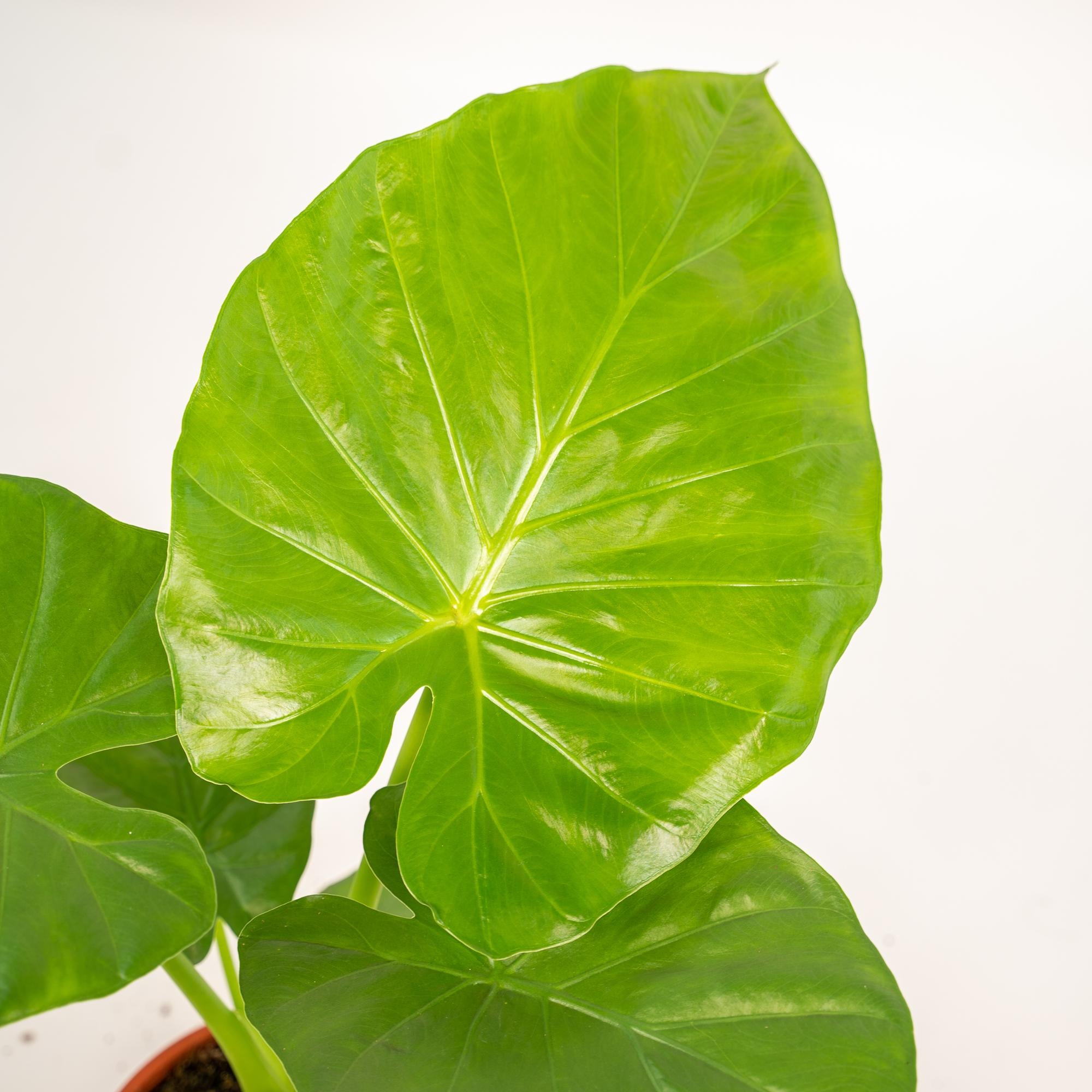 Alocasia Macrorrhiza (olifantsoor) 70 cm hoog met mand Selin