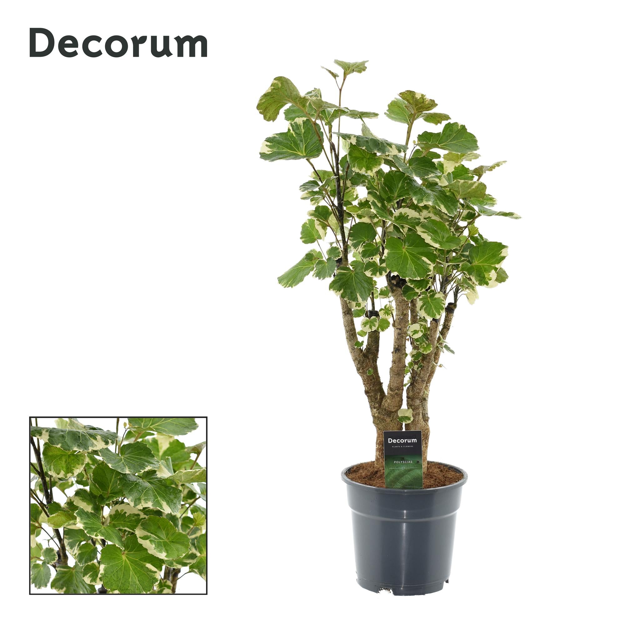 Polyscias Balfouriana (aralia) 50 cm hoog, pot ø17 cm