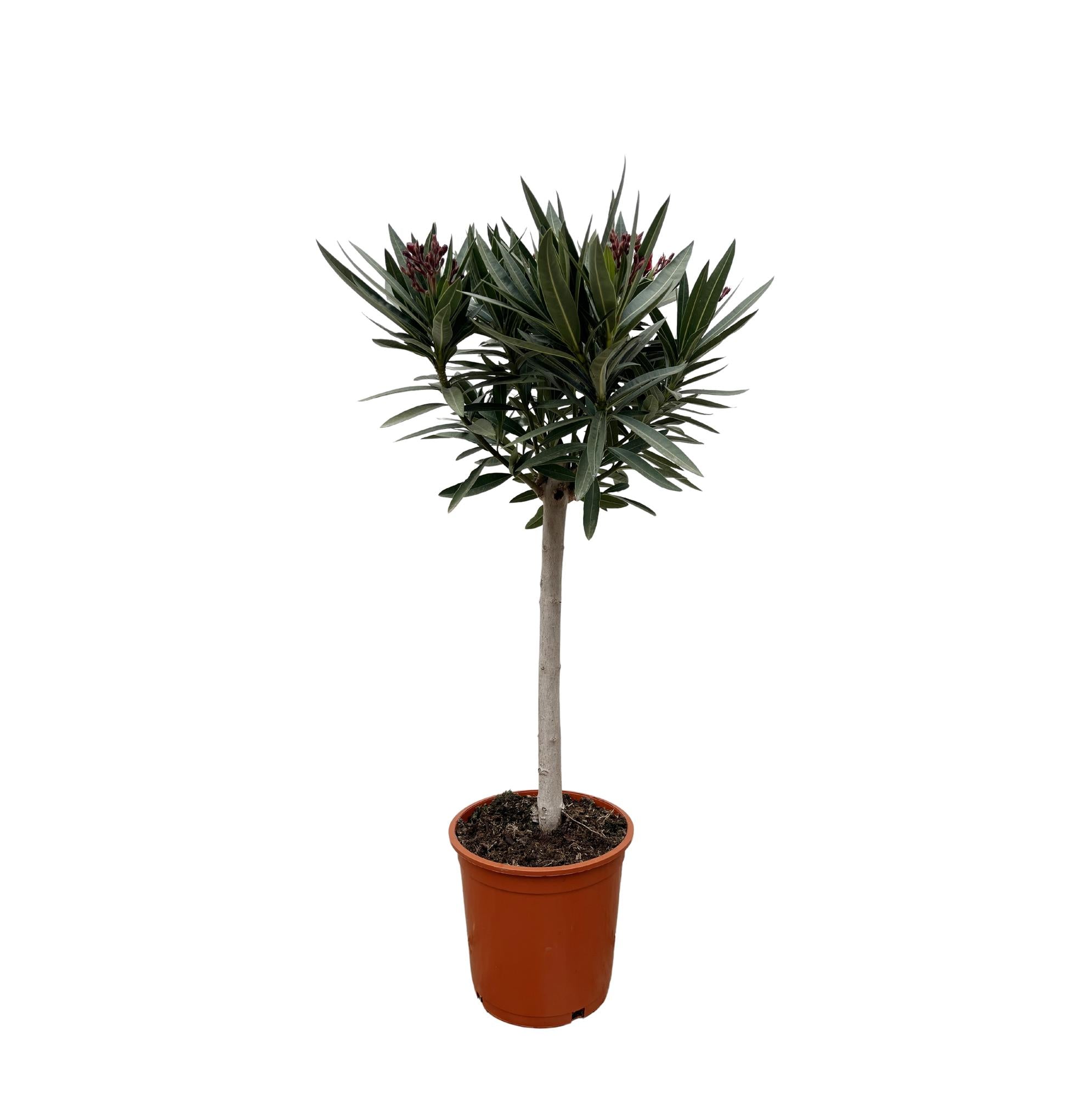 Oleander op stam roze bloem (Nerium oleander) 90 cm hoog, pot ø22 cm