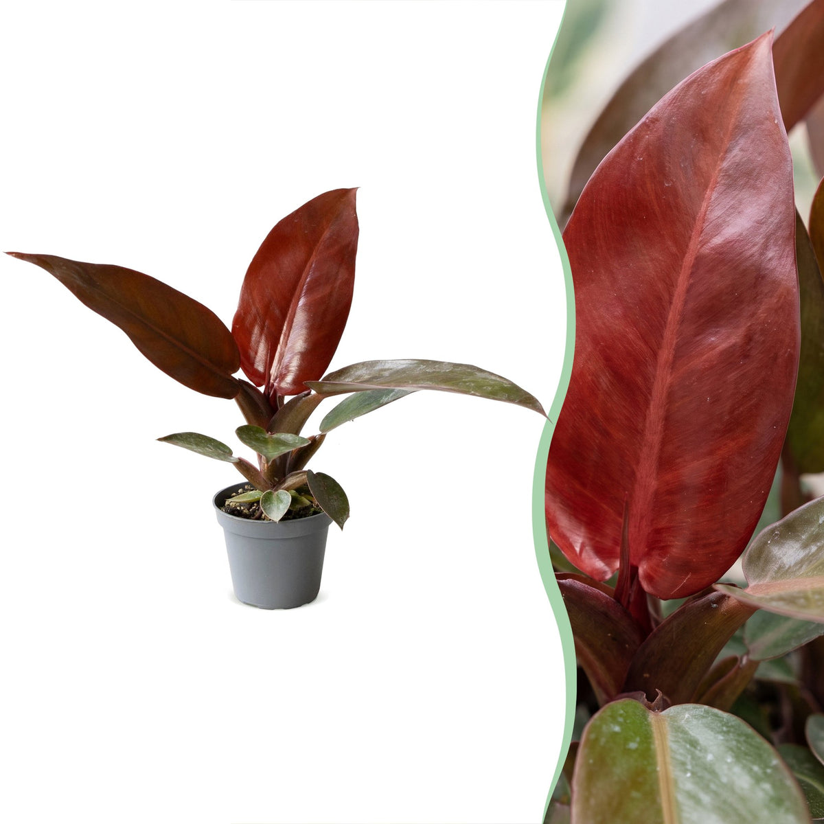 Philodendron 'Sun Red' 10 cm høj, potte ø6 cm