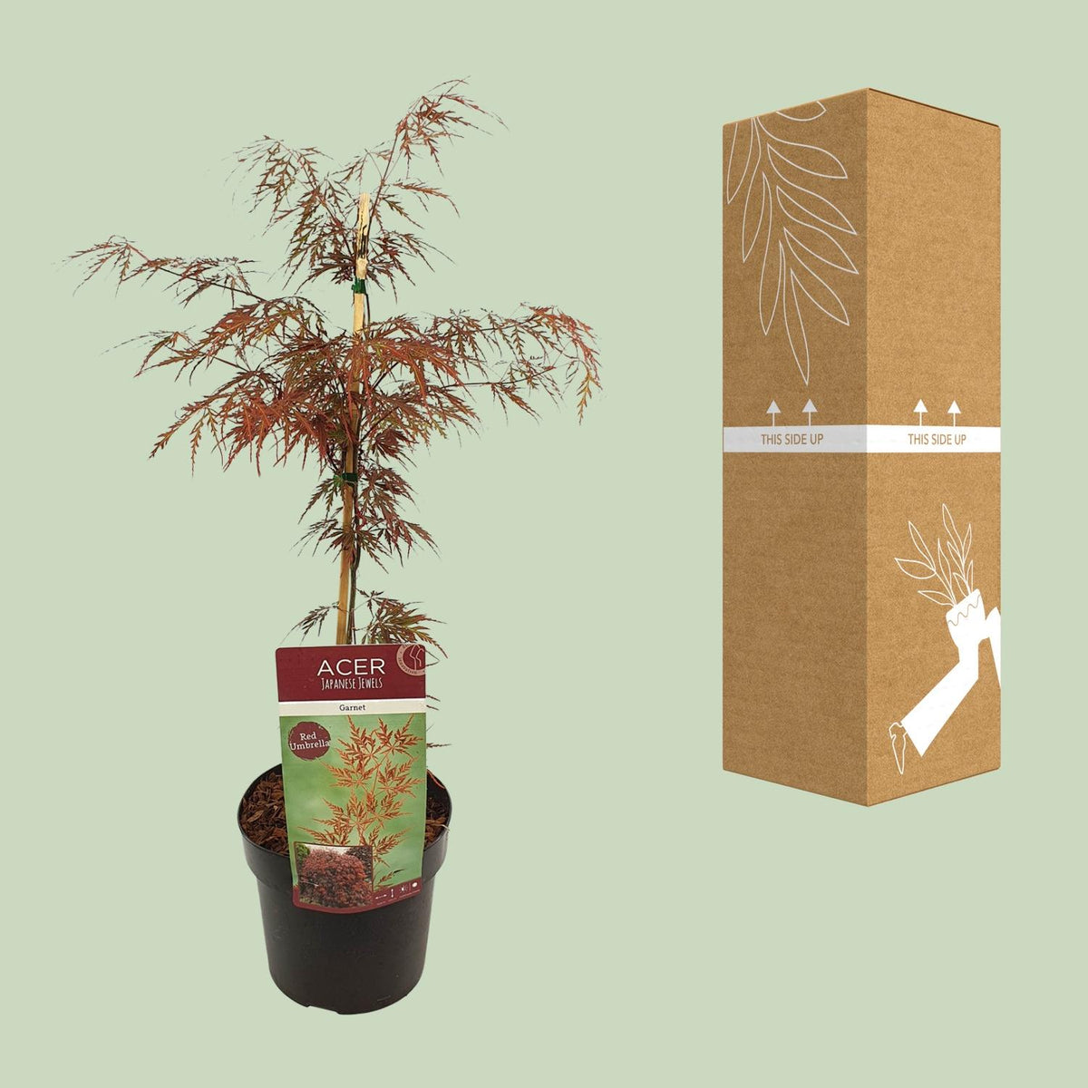 Érable du Japon 'Garnet' 55 cm de haut, pot ø19 cm