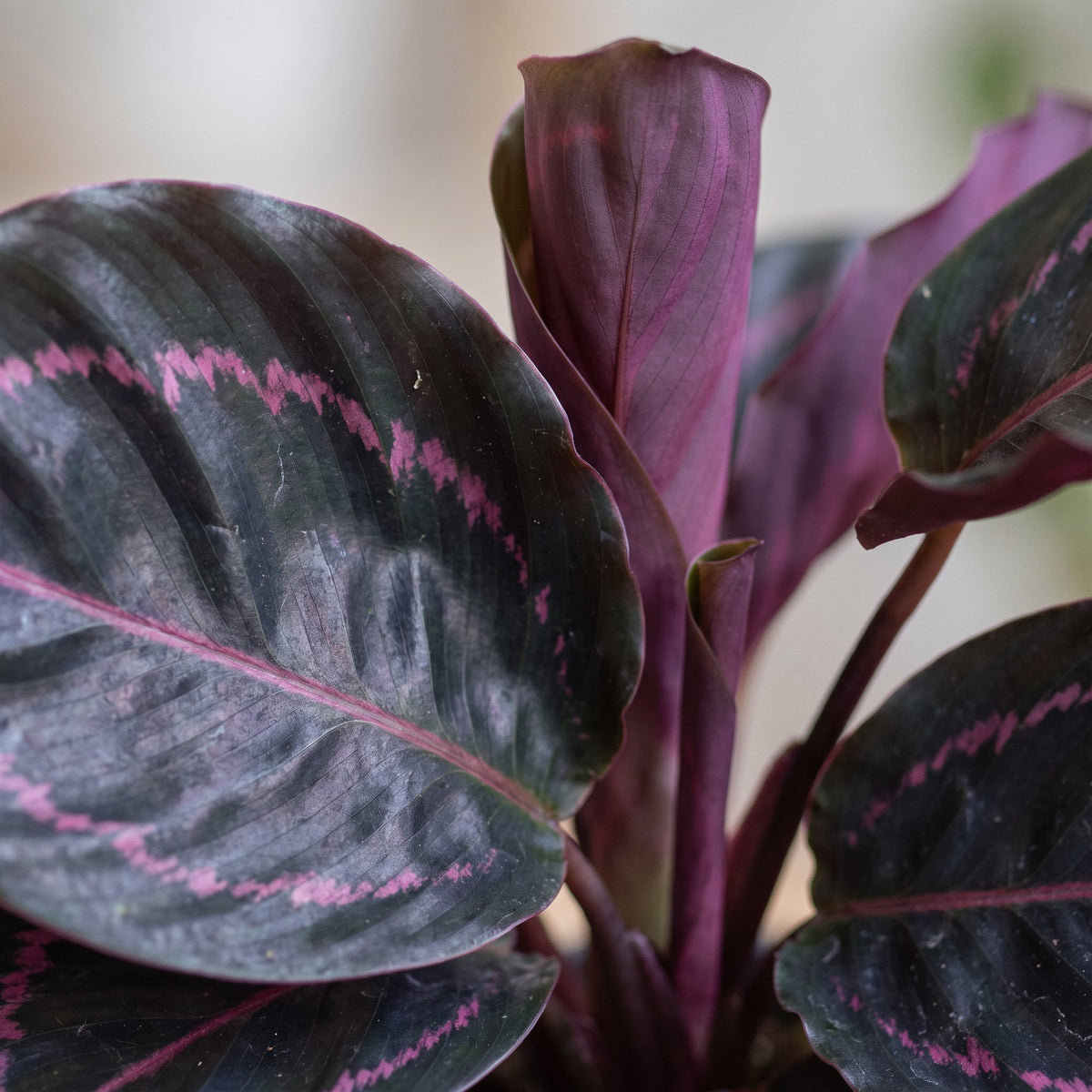 Pauwenplant (Calathea roseopicta 'Dottie')