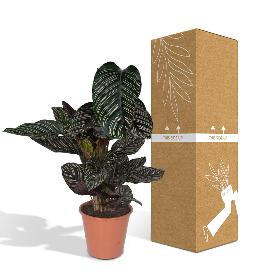 Kalatea (Calathea ornata) 75 cm wysokości, doniczka ø19 cm