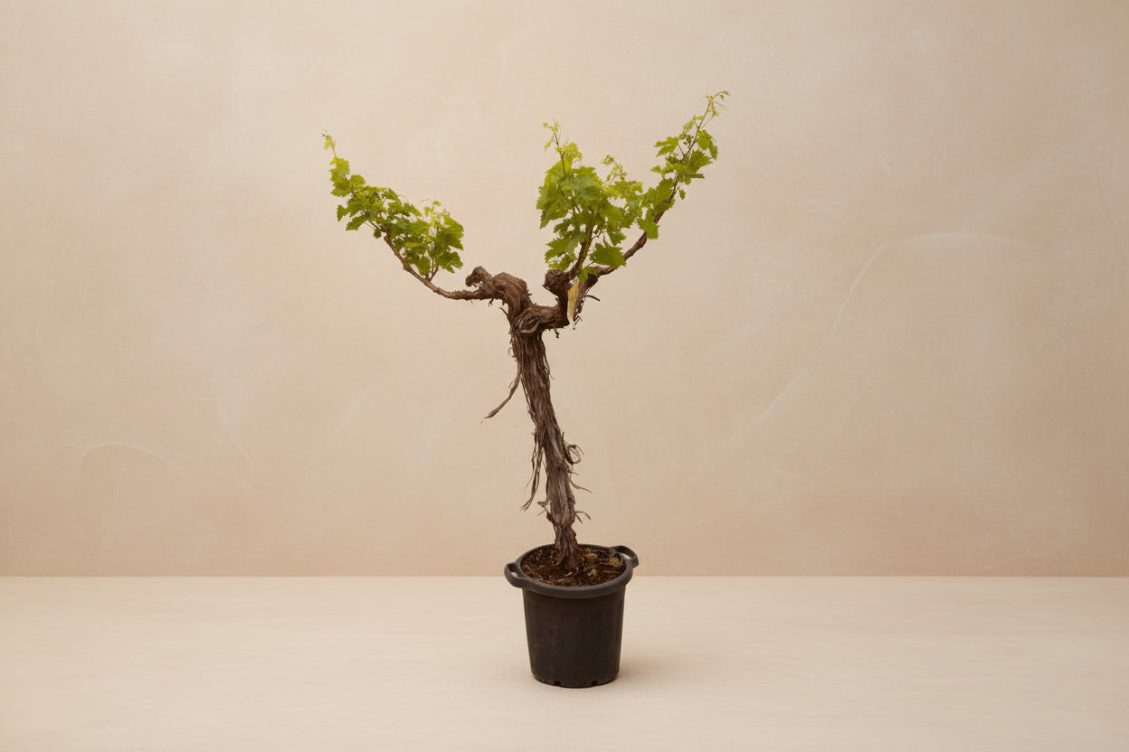 Druivenboom Vitis Vinifera with branched stem and green leaves in pot, 220cm tall.