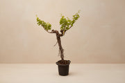 Vitis vinifera (Druivenboom) op 200cm — XXLplant