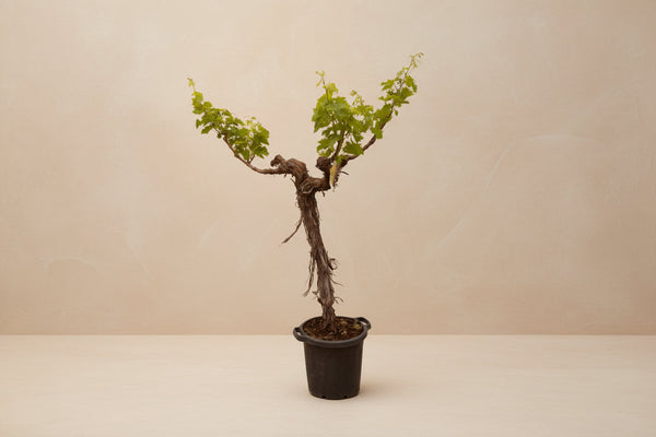 Vitis vinifera (druetræ), forgrenet stamme, 200 cm høj, potte ø55 cm