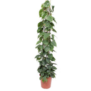 Hulplante på netstativ (Philodendron scandens) 160 cm høj, potte ø27 cm