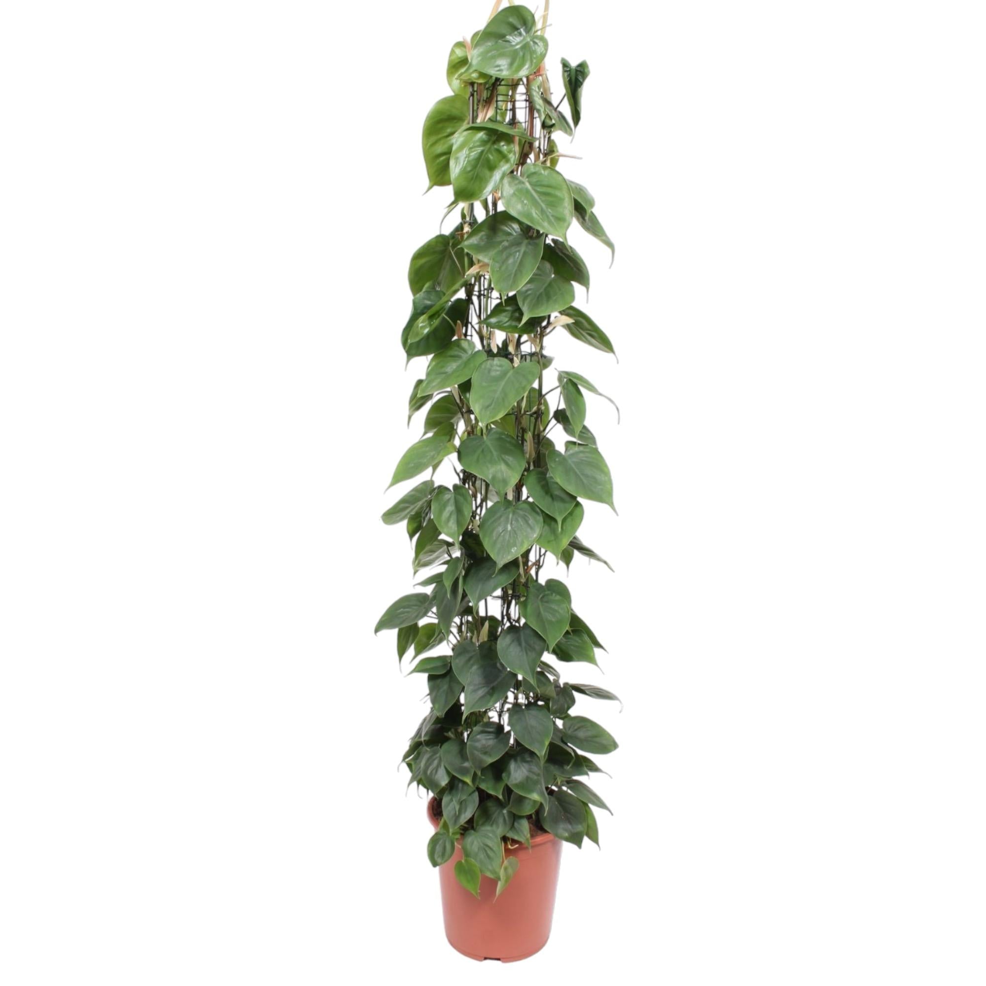 Gatenplant aan gaasrek (Philodendron scandens) 160 cm hoog, pot ø27 cm