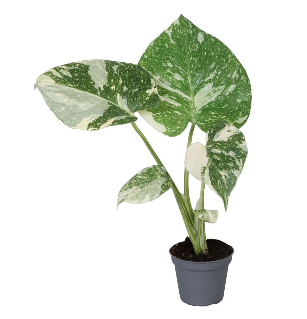 Gatenplant (Monstera deliciosa 'Thai Constellation')