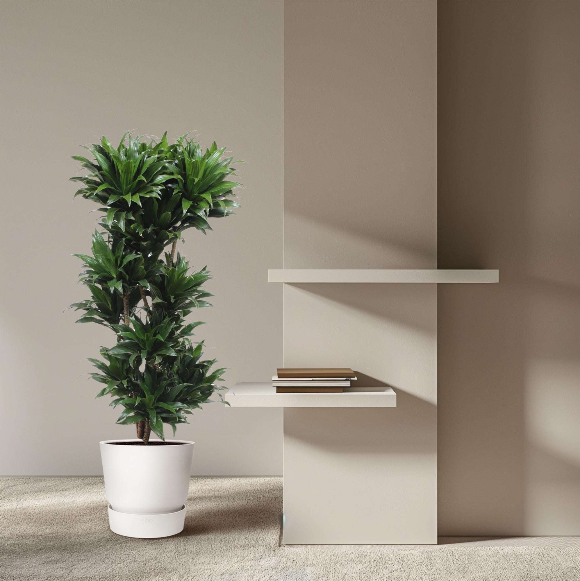 Dracaena Compacta (drakenbloedboom) 140 cm hoog, pot ø30 cm