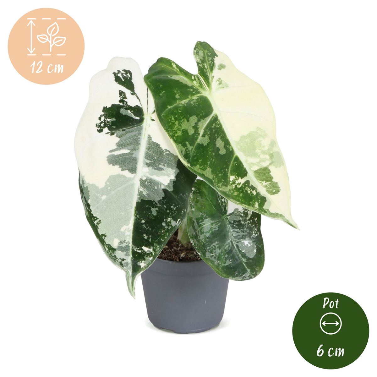 Alocasia micholitziana 'Frydek Variegata' 12 cm hoch, Topf ø6 cm
