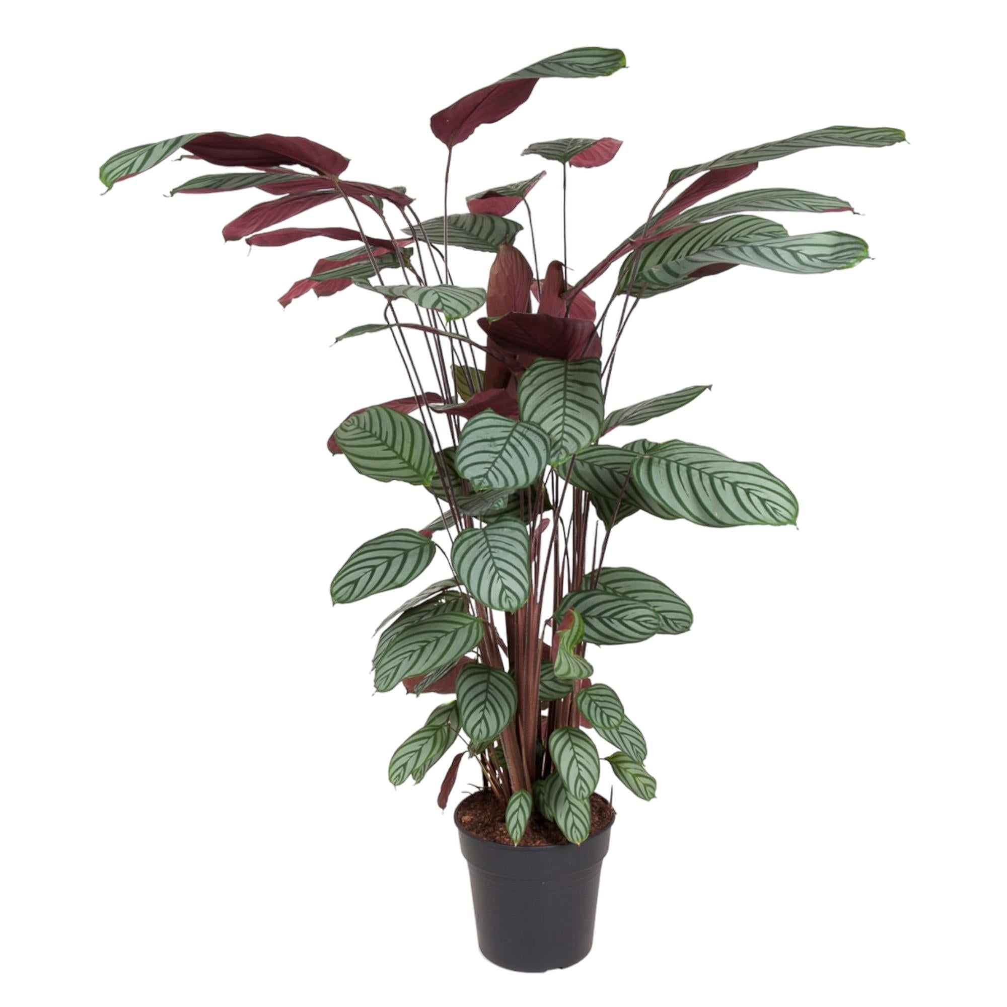 Pauwplant (Calathea oppenheimiana) 130 cm hoog, pot ø27 cm
