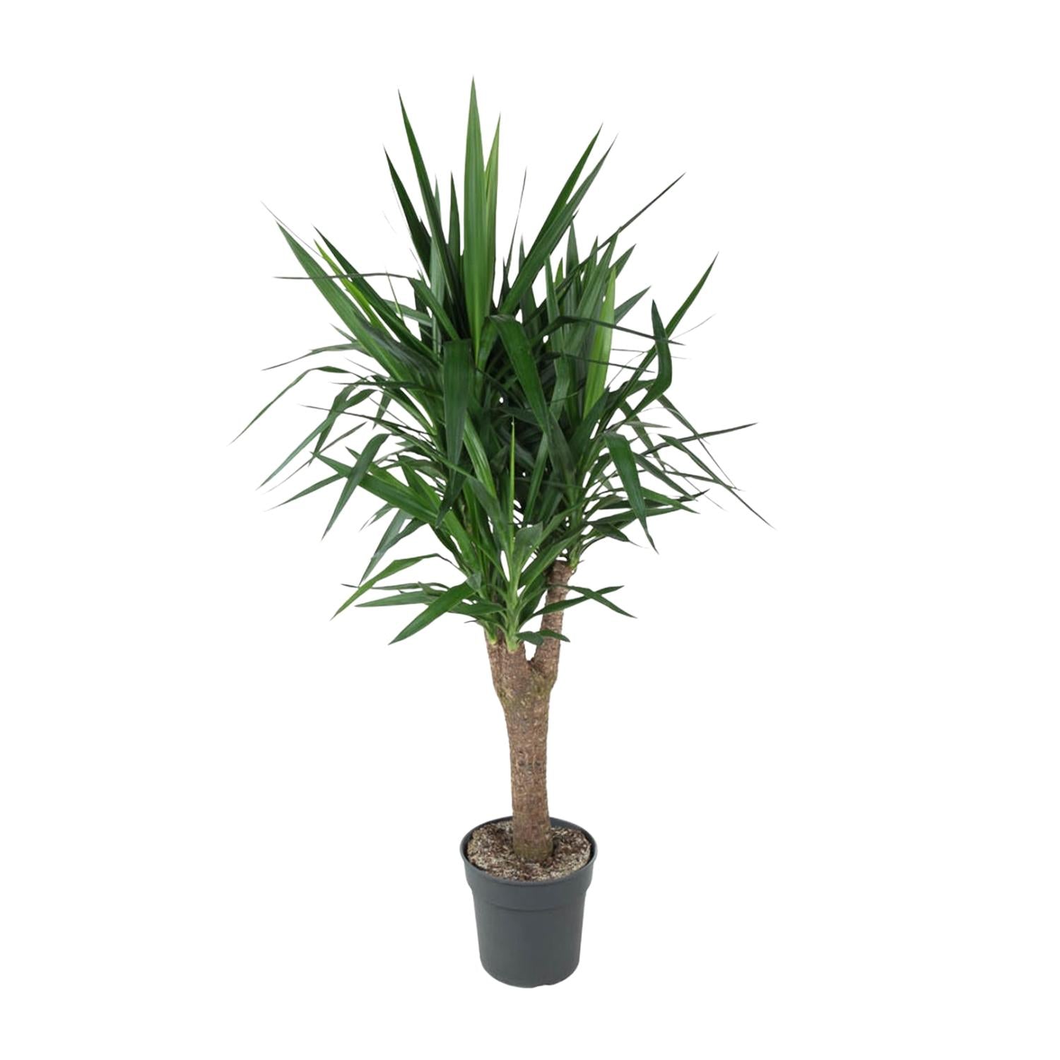 Yucca Elephantipe vertakt 150cm - ø31