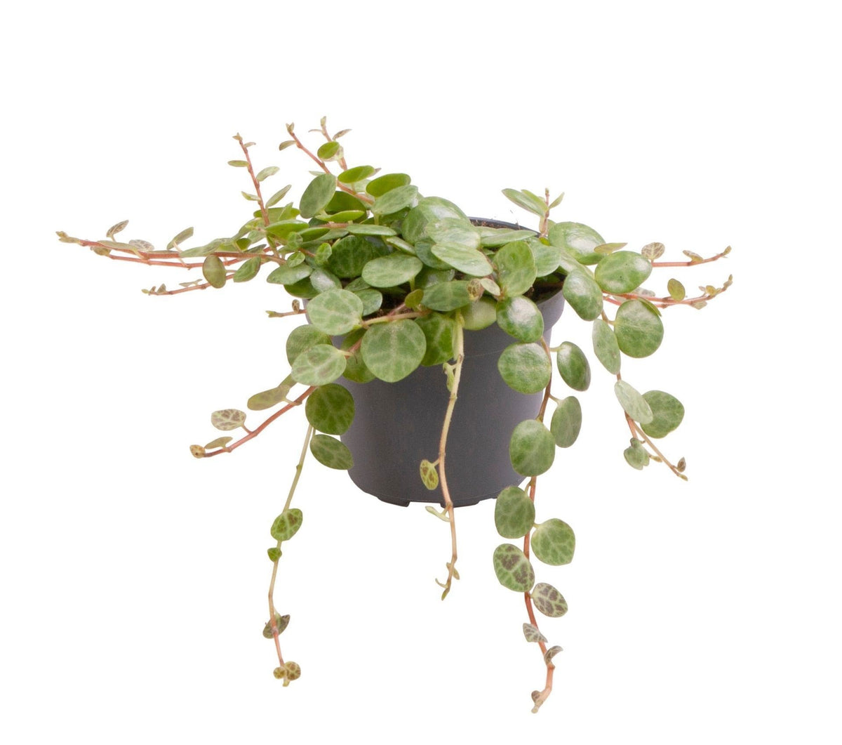 Schildpadpeperomia (Peperomia prostrata)