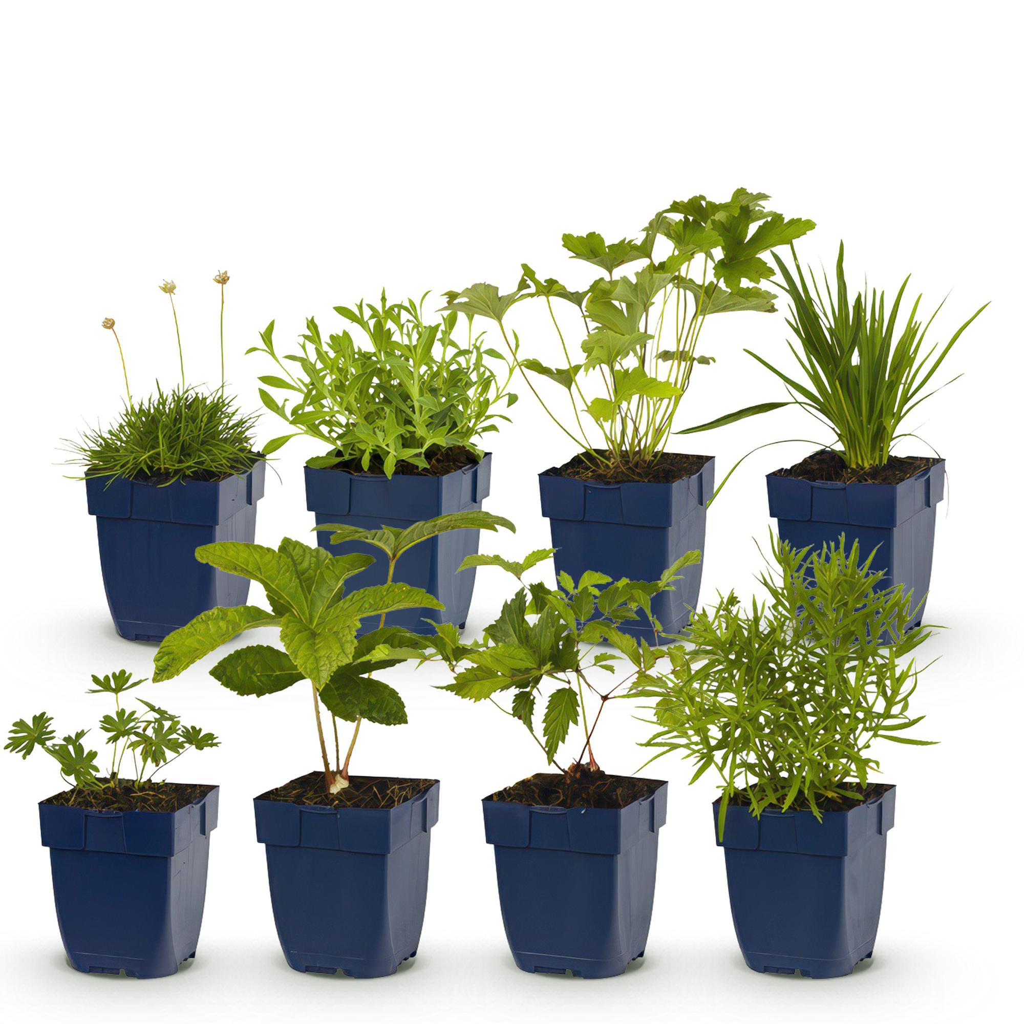 Borderpakket Wit, 8 vaste planten voor 1 m², pot ø11 cm