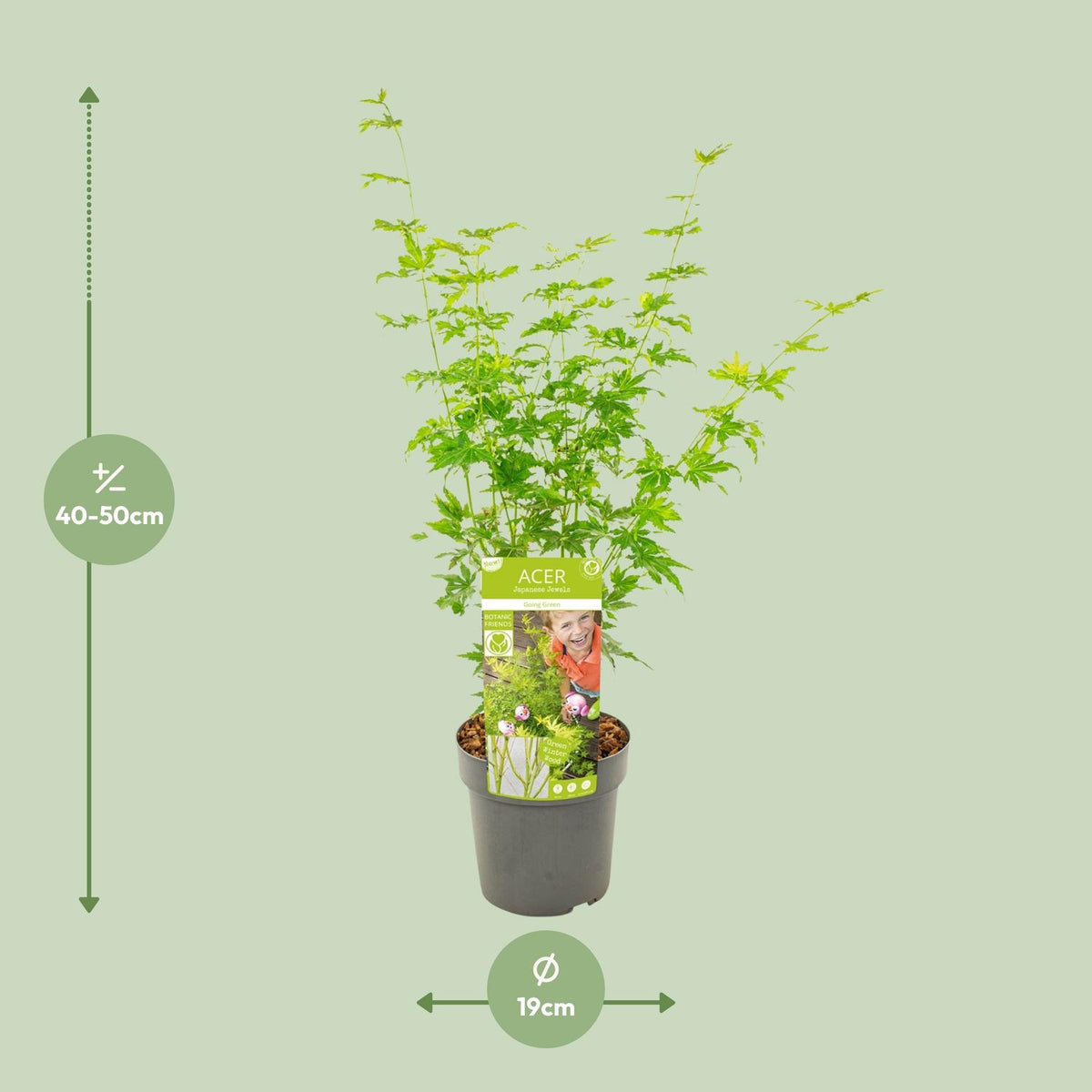 Érable japonais 'Going Green' 50 cm de haut, pot ø19 cm