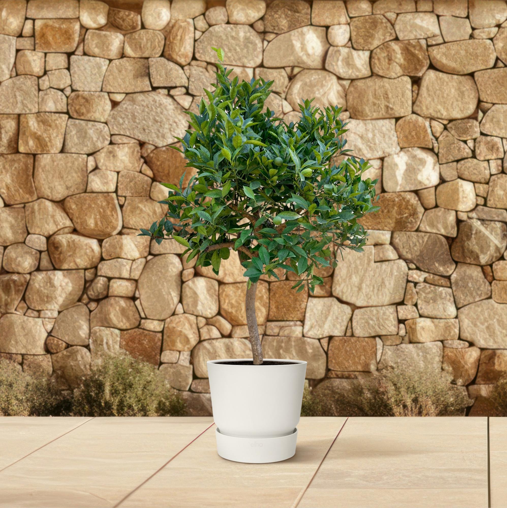 Sinaasappelboom (Citrus sinensis) 200 cm hoog, pot ø35 cm