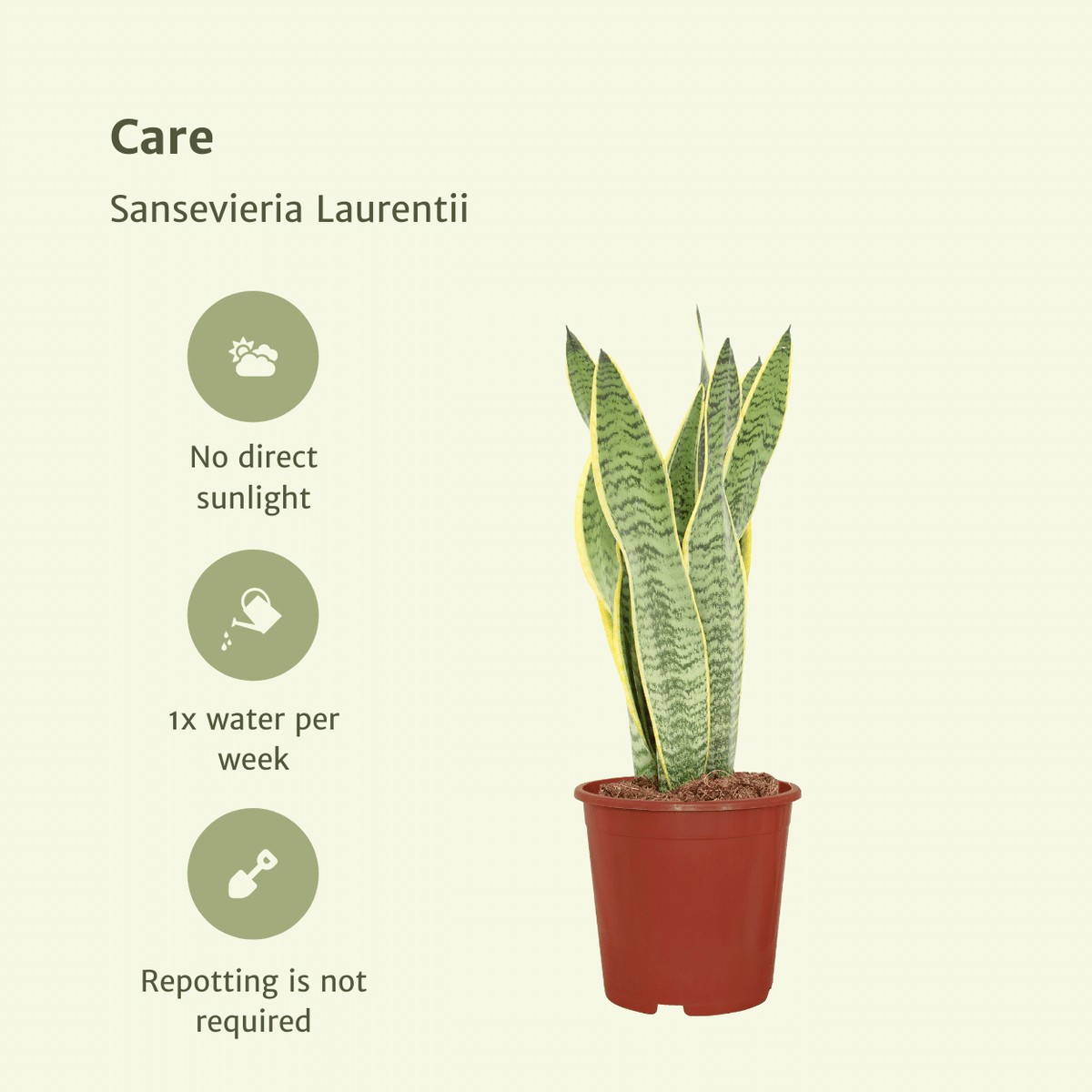 Bogenhanf Sansevieria Laurentii