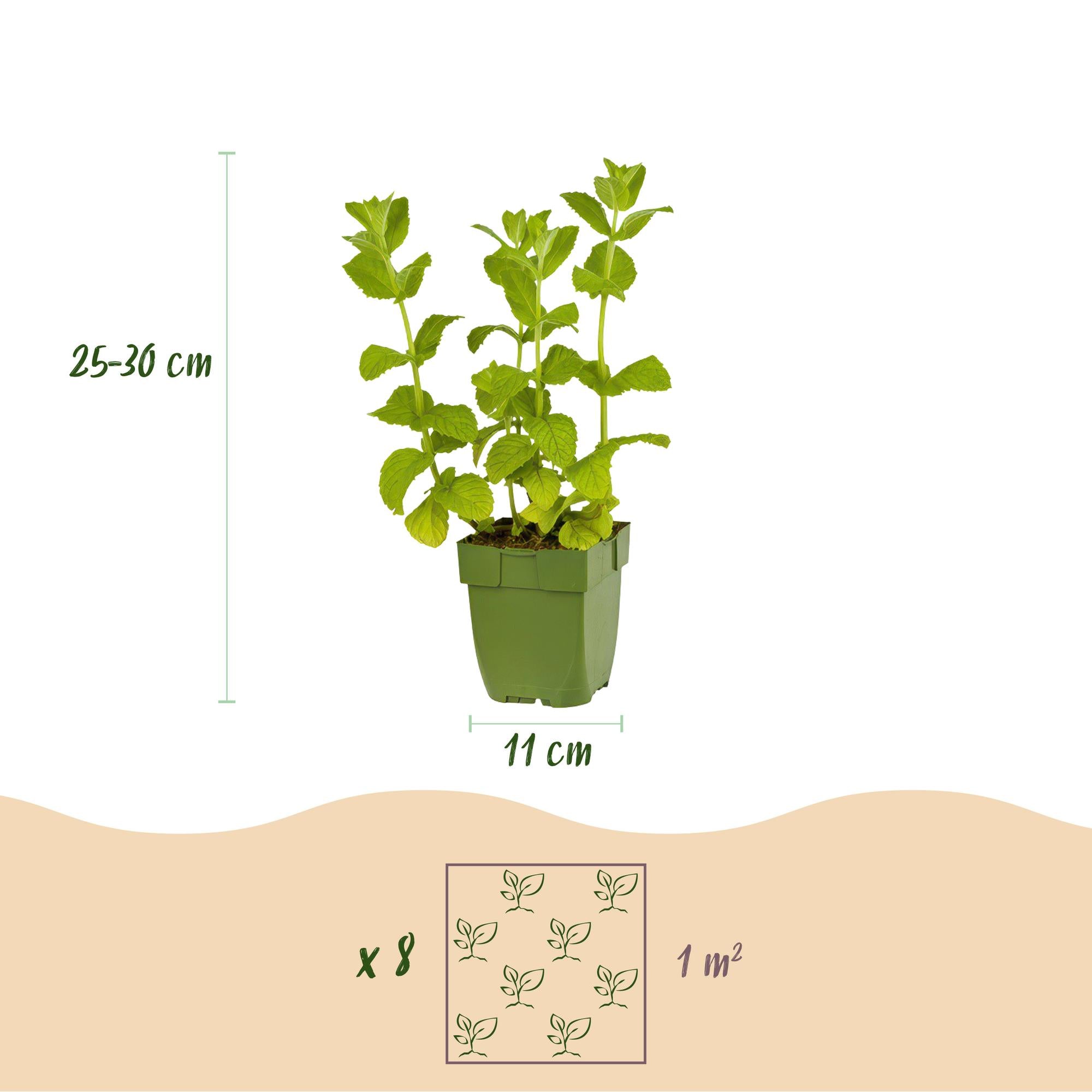 Borderpakket Theekruiden, 8 vaste planten voor 1 m², pot ø11 cm
