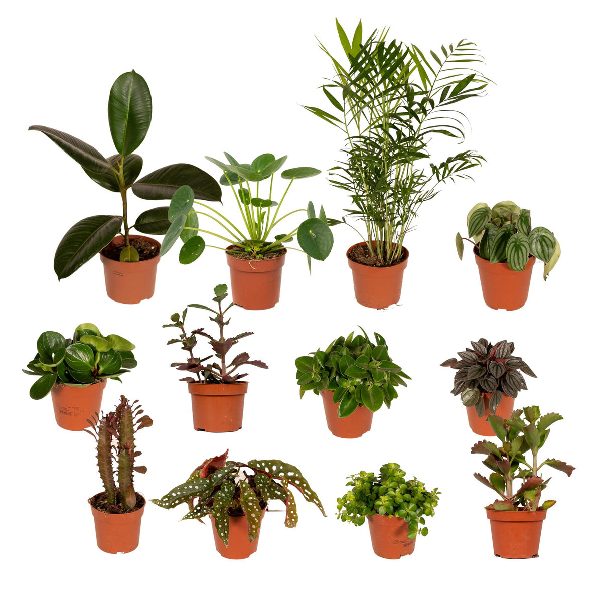 Buitenbeentjesbox kamerplanten