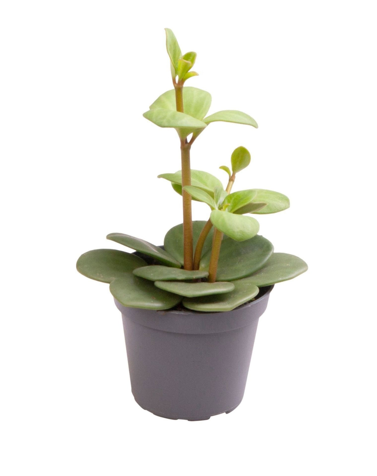 Peperomia 'Hope'