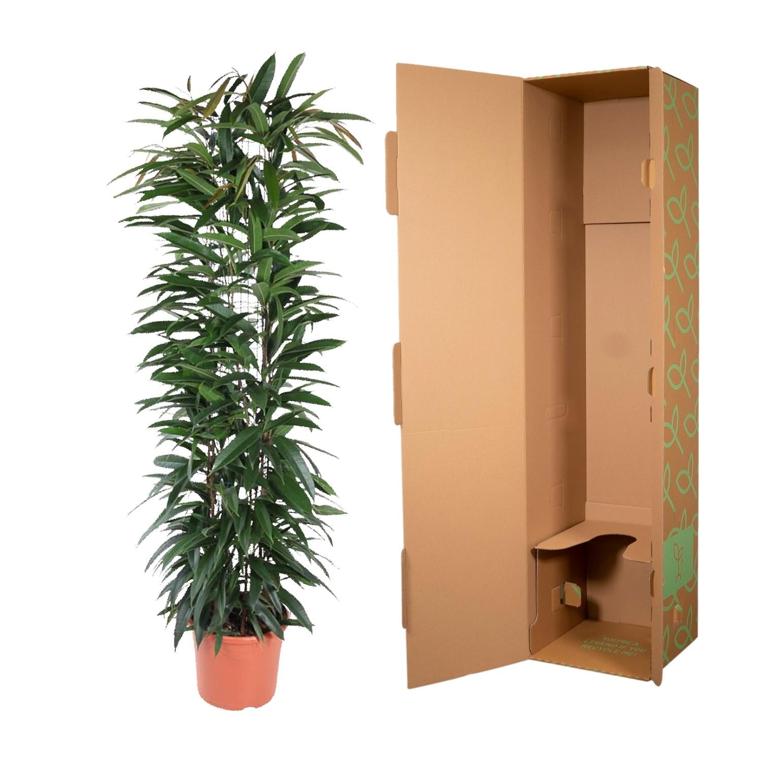 Ficus Alii King (zuilvorm) 150 cm hoog, pot ø29 cm