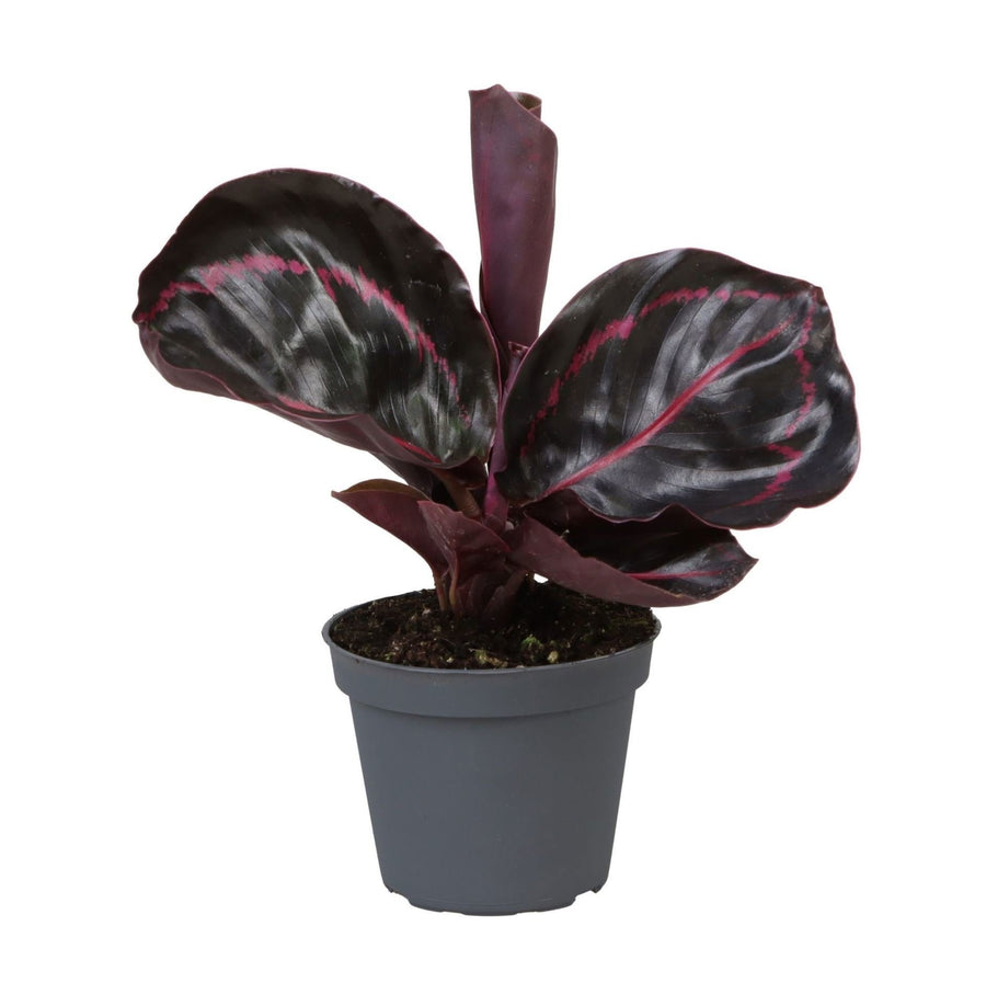 Pauwenplant (Calathea roseopicta 'Dottie') 15 cm hoog, pot ø6 cm