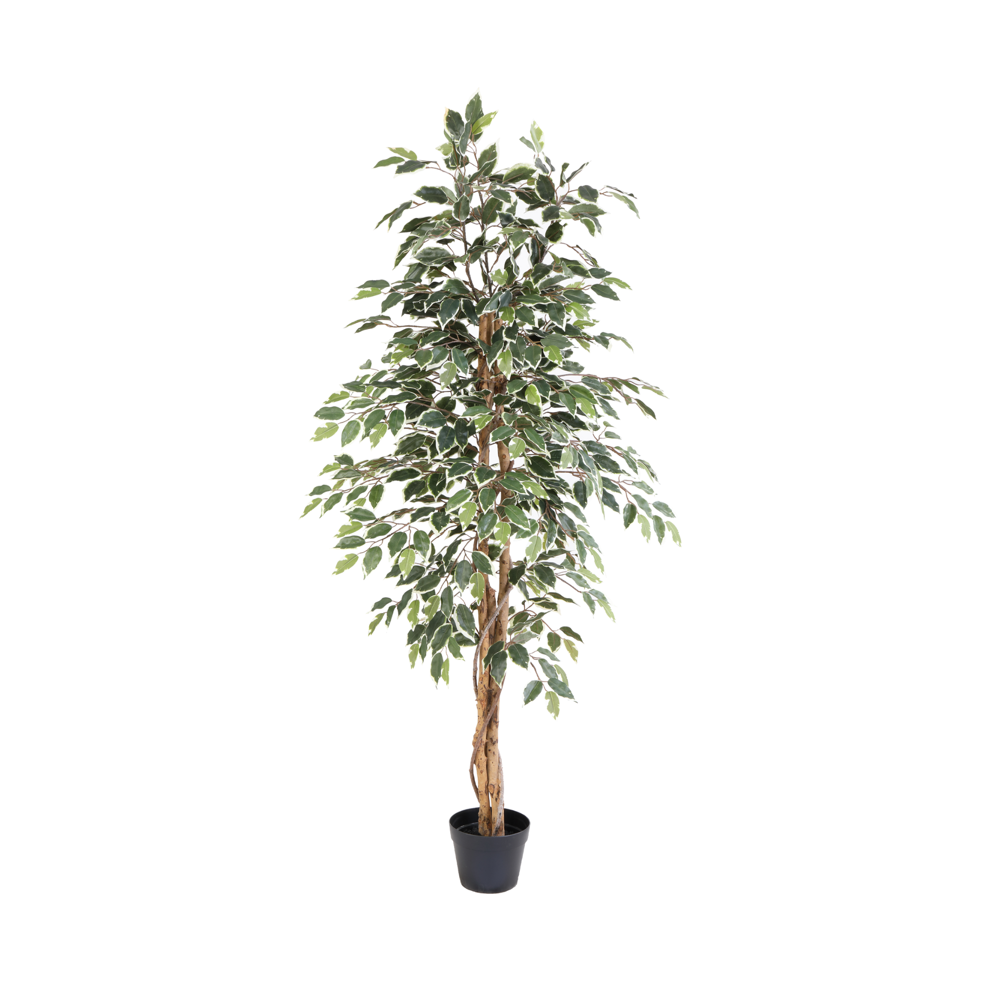 Kunstplant Ficus Benjamina Variegata 160cm - ø18