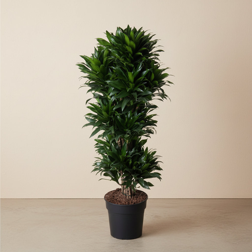 Dracaena Compacta vertakt (drakenbloedboom) 140 cm hoog, pot ø31 cm