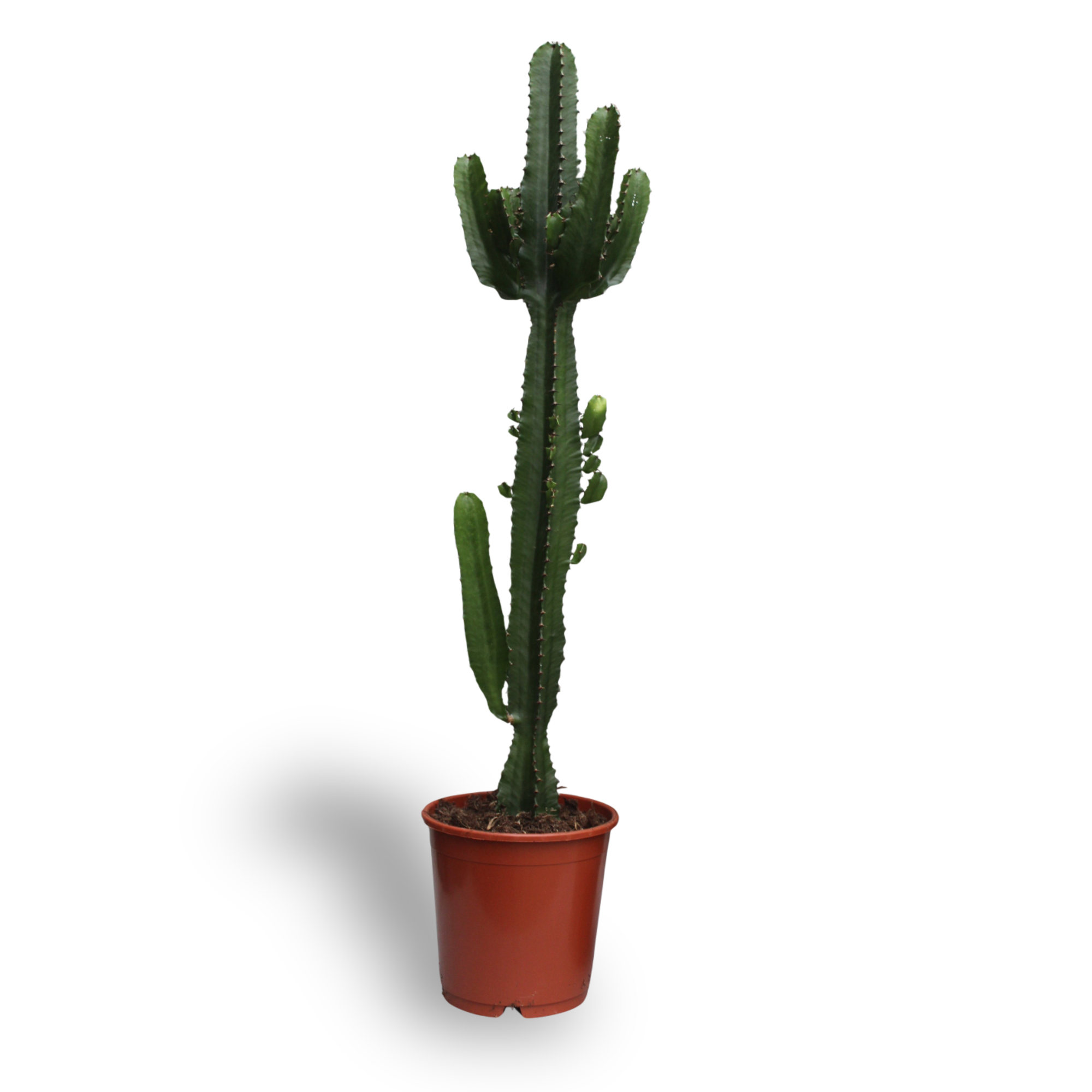 Euphorbia acrurensis 60 cm hoog, pot ø24 cm