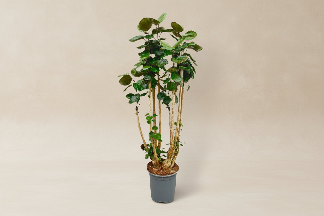 Polysicas Fabian plant with large glossy green leaves in a pot, ideal for bright indoor spaces.