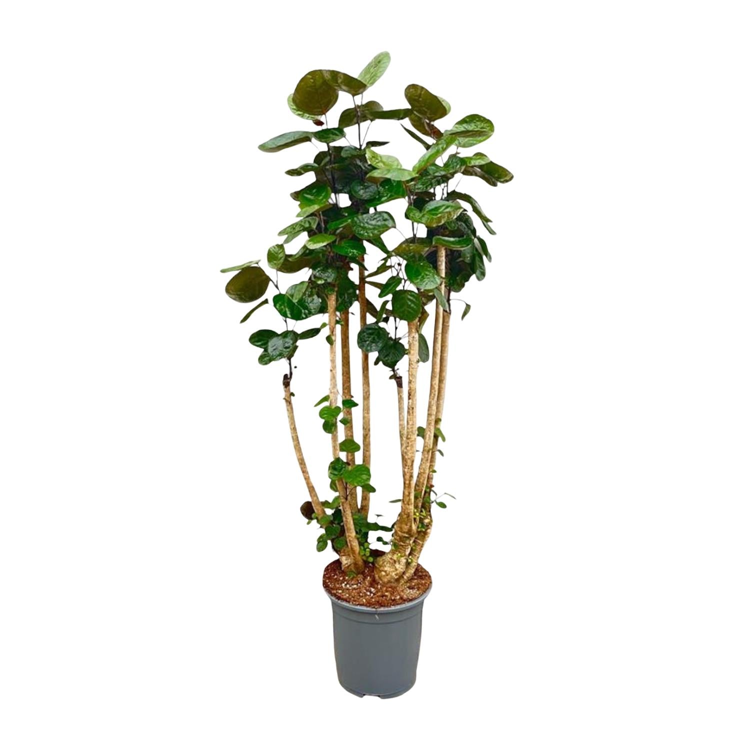 Polysicas Fabian XXL - 150 cm - ⌀30 - XXLplant