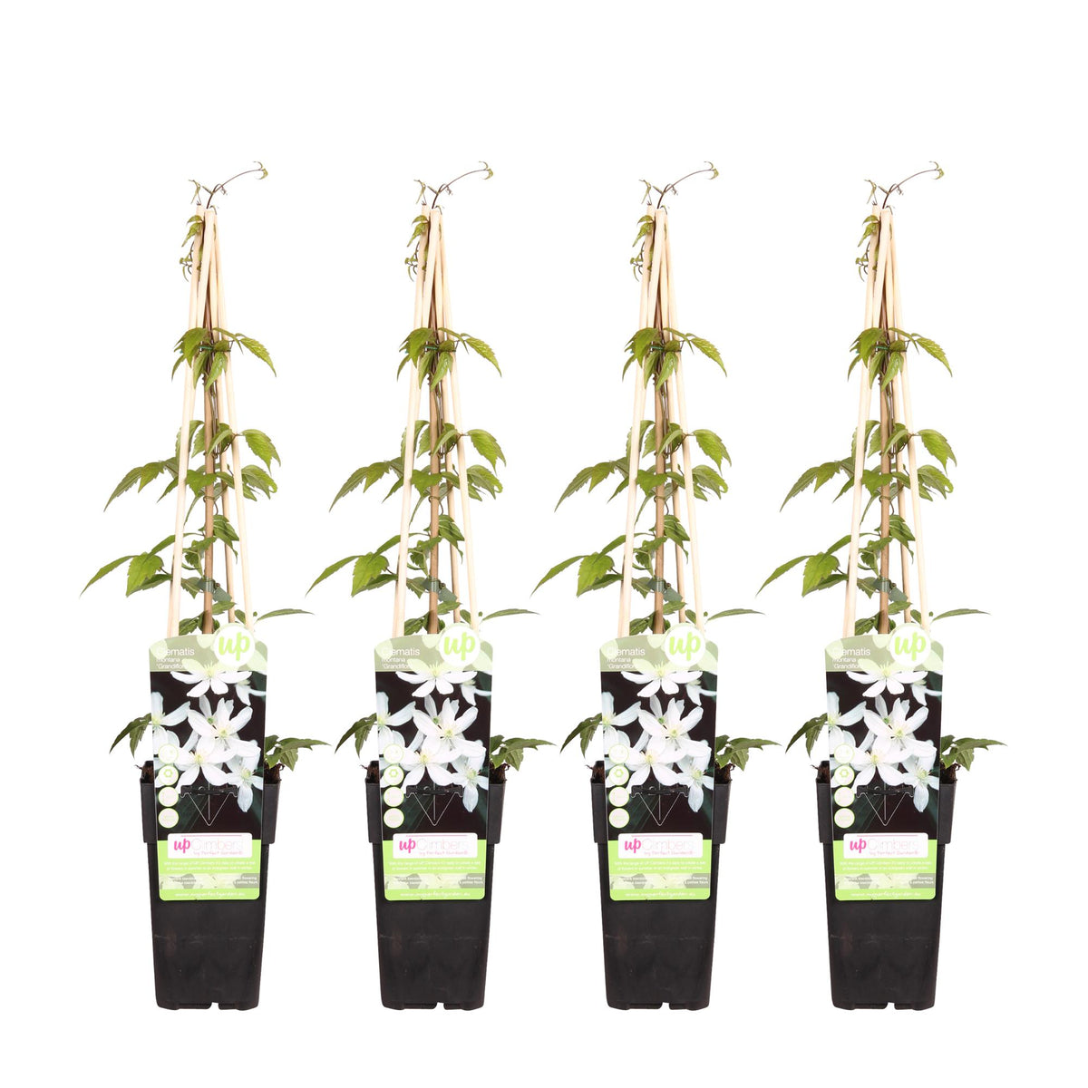 Clématite des montagnes 'Grandiflora' , 4 plantes de 65 cm