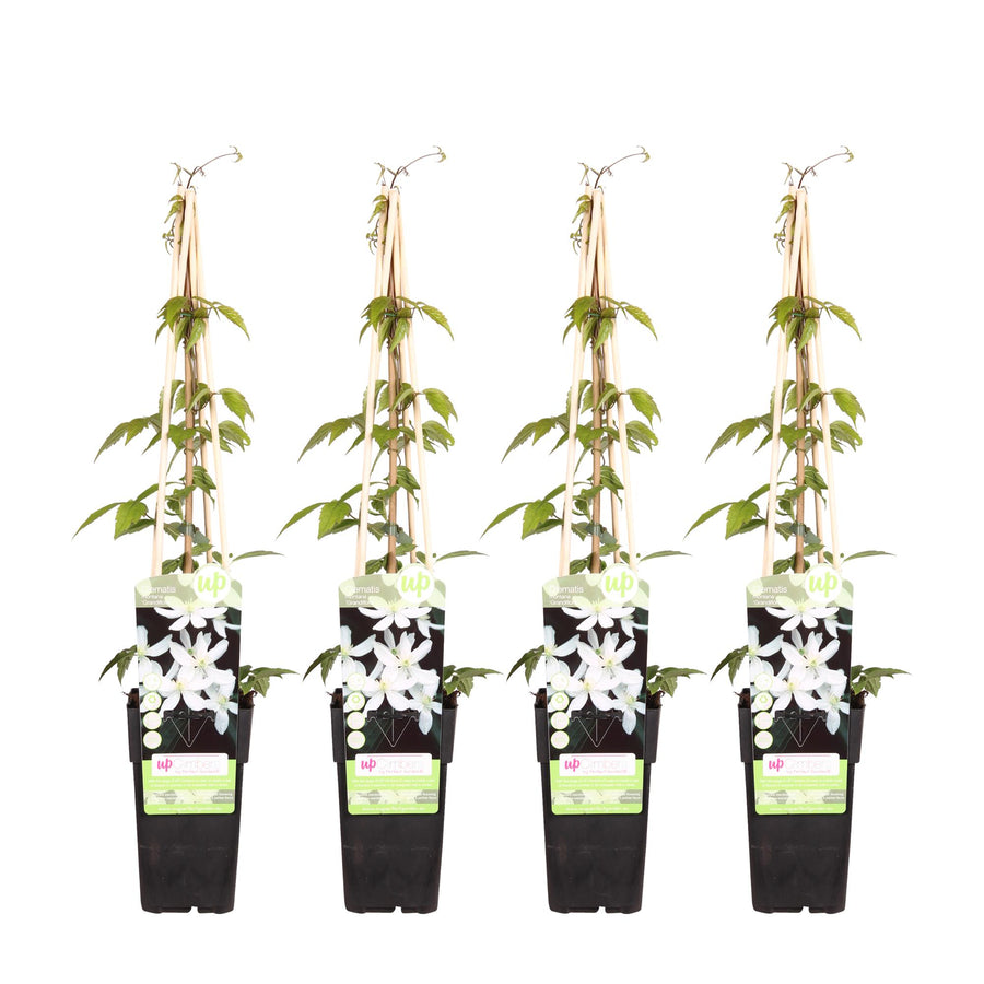 Clématite des montagnes 'Grandiflora' (Clematis montana), 4 plantes de 65 cm