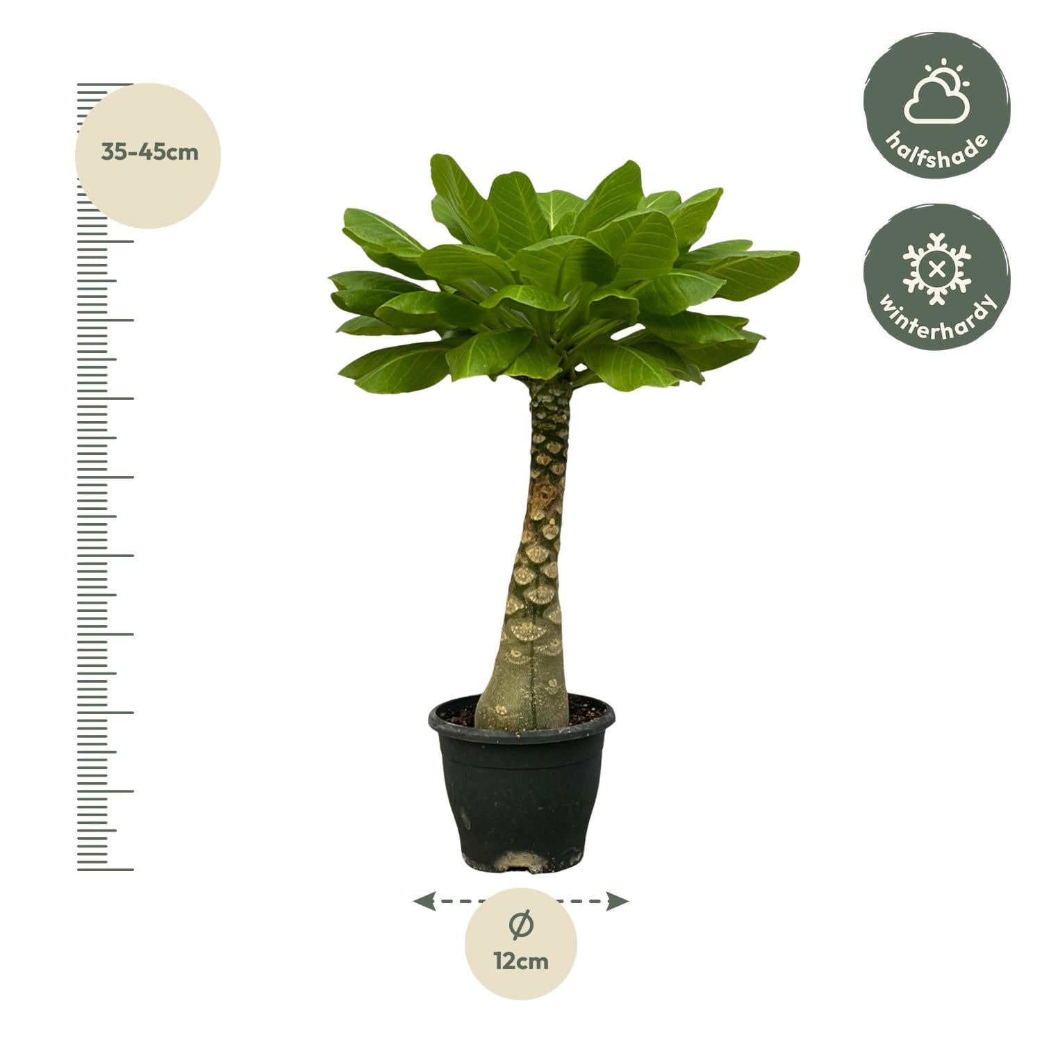 Birghamia Insignis Ø 25cm - ø12