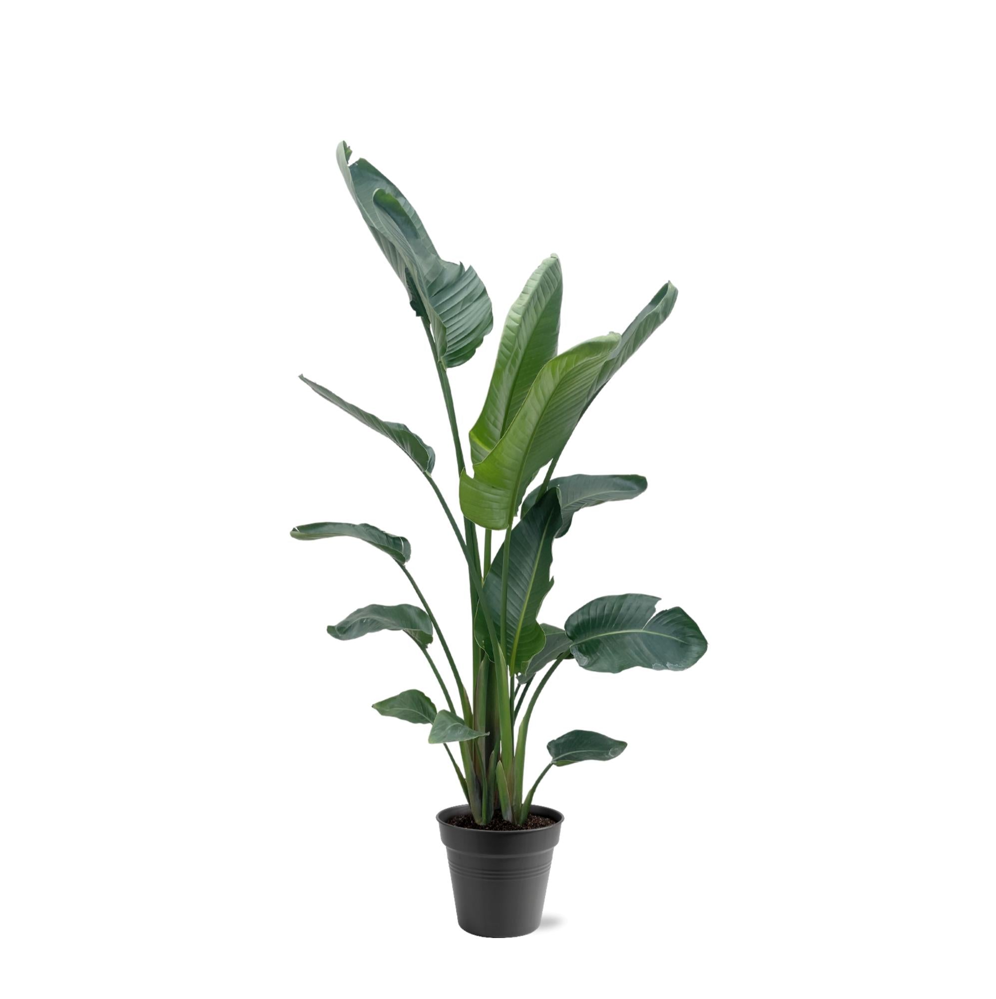 Witte paradijsvogel XXL (Strelitzia nicolai) 190-225 cm hoog, pot ø34 cm