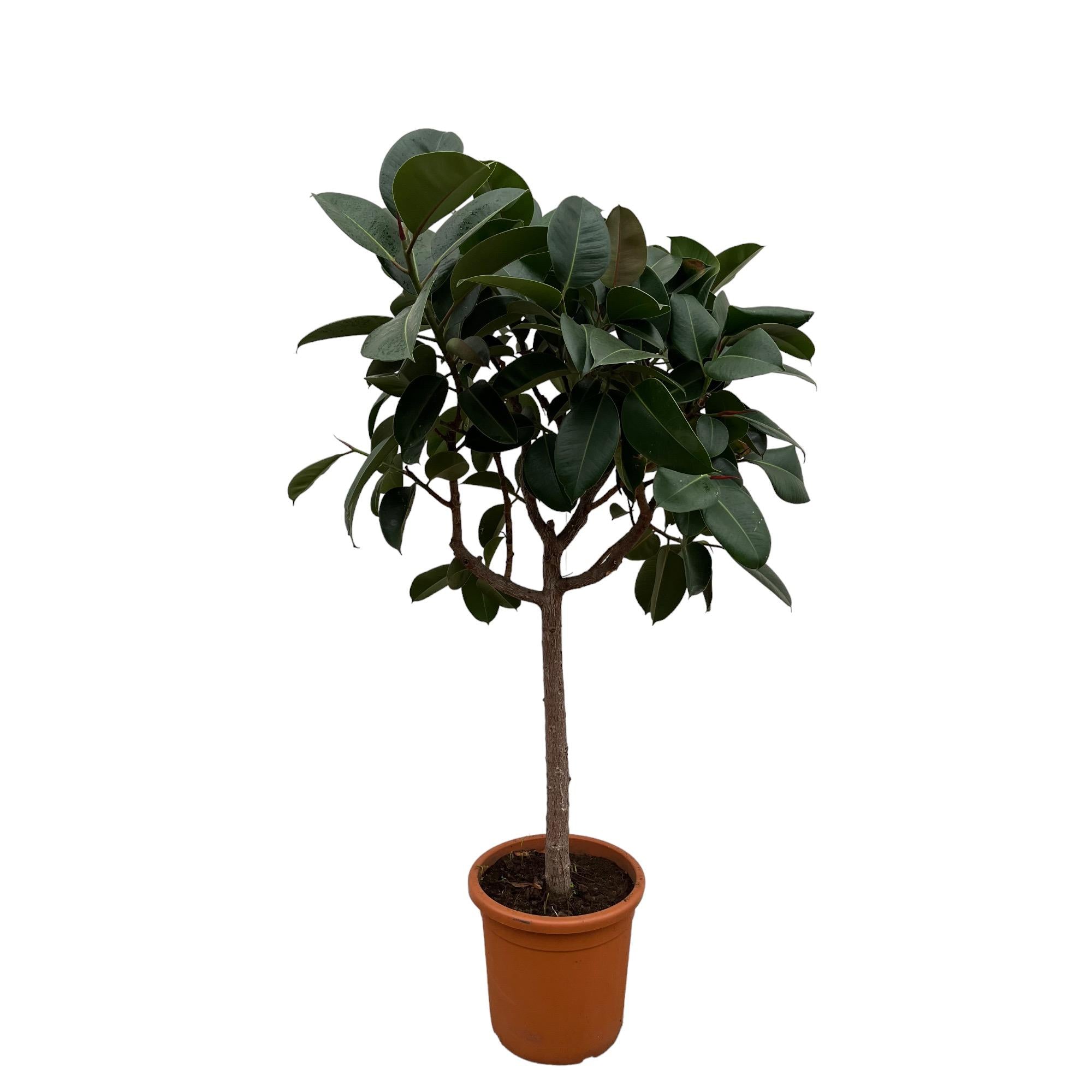 Rubberboom op stam (Ficus elastica Robusta) 200 cm hoog, pot ø40 cm
