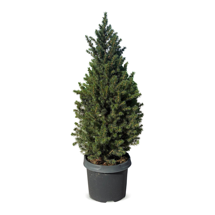Kegelspar (Picea glauca 'Conica') 80 cm hoog, pot ø23 cm
